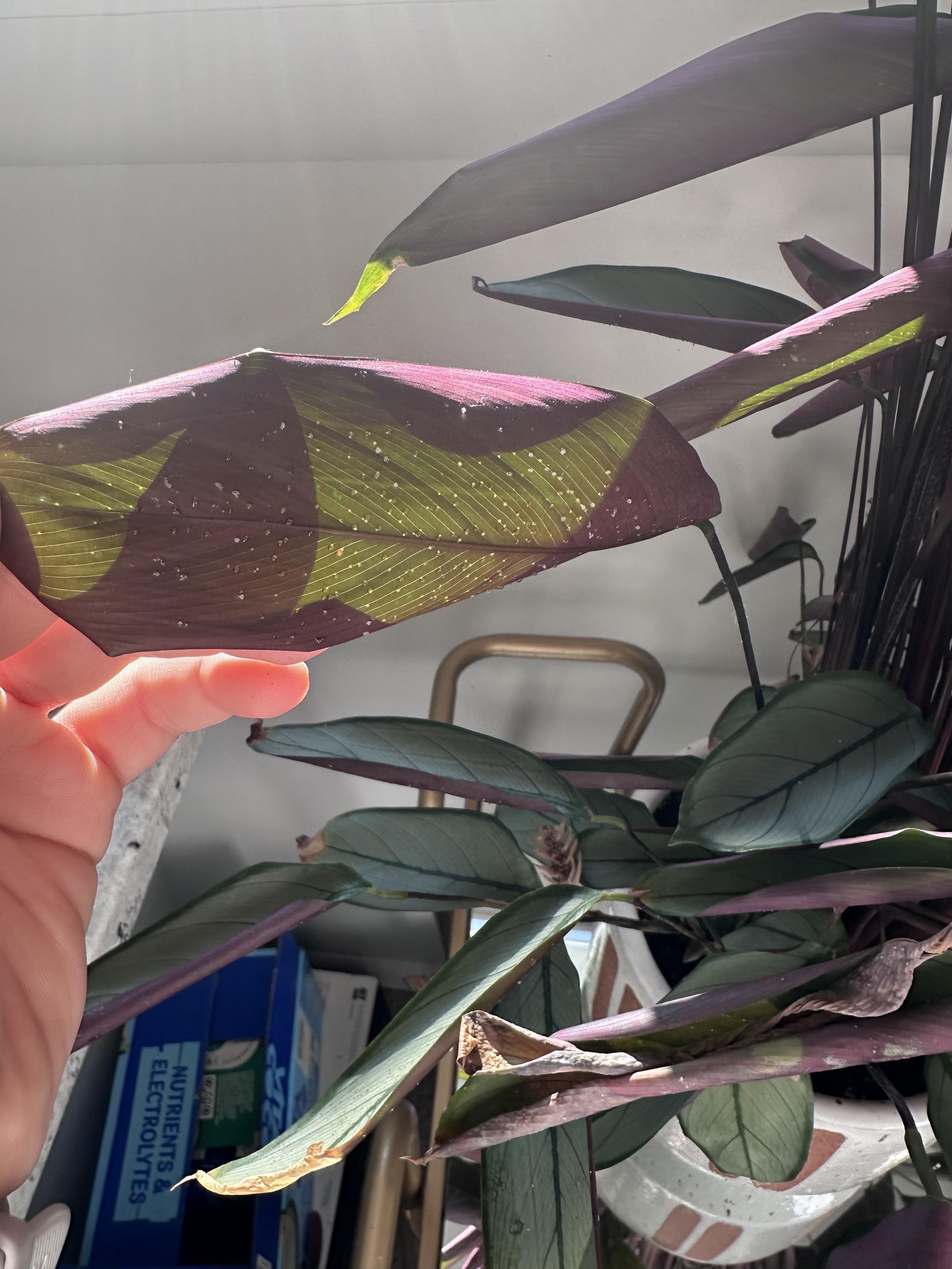 SOS my plant has sticky clear drops (possible honeydew) on a few leaves