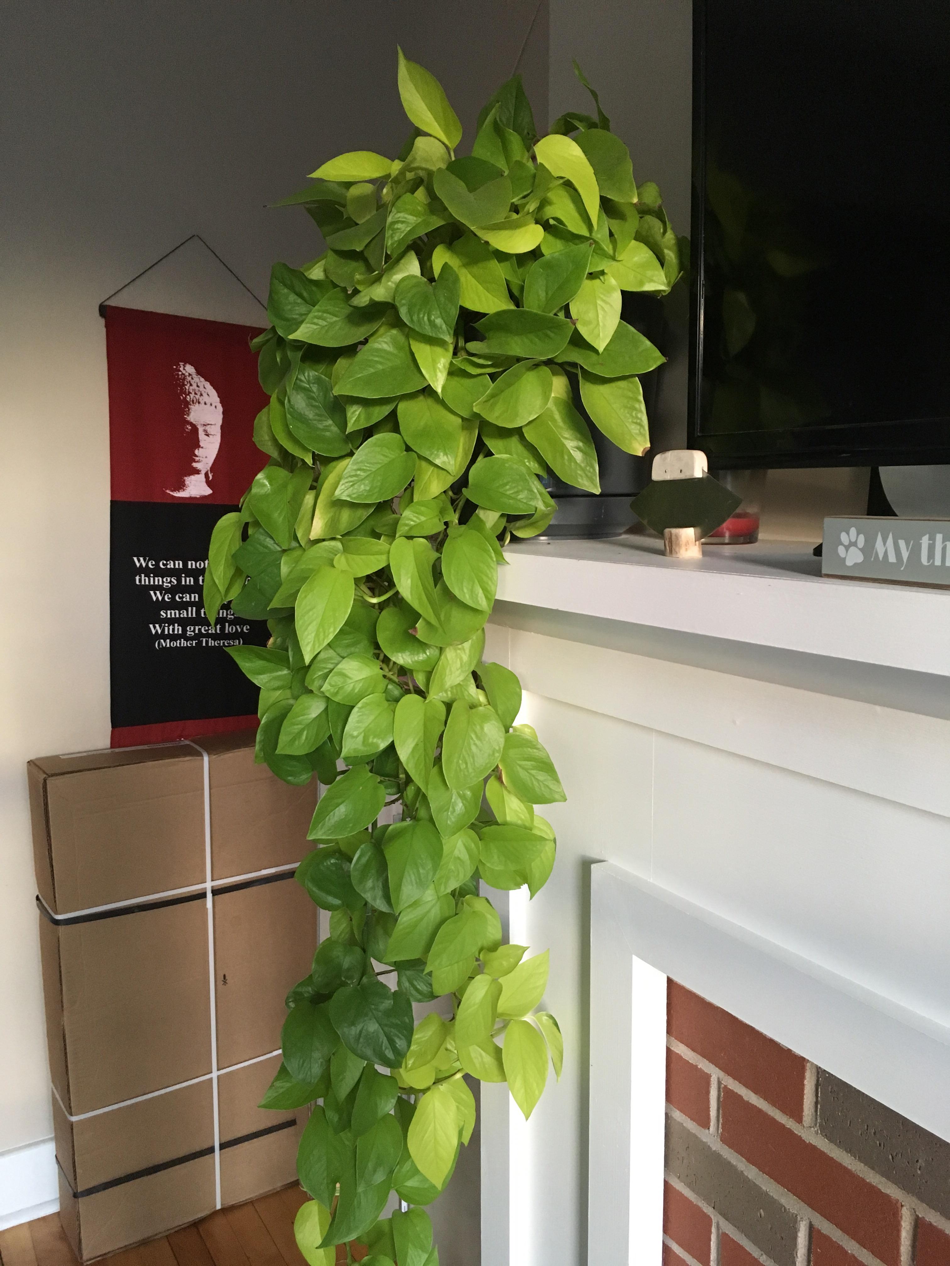 Is this Pothos? Aquarium Plants Forum