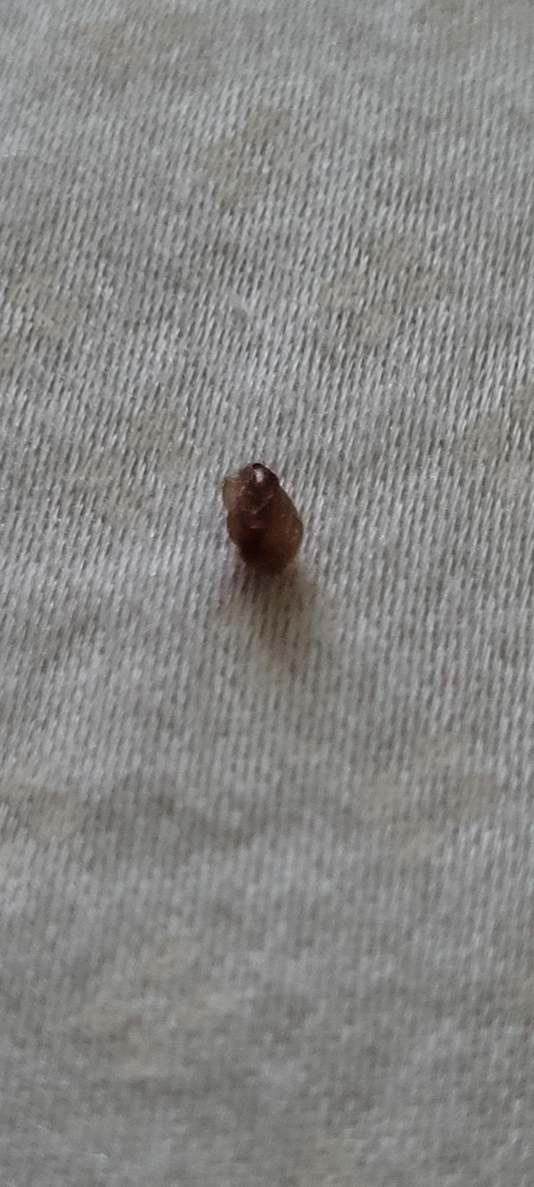 is this a bed bug? r/Bedbugs