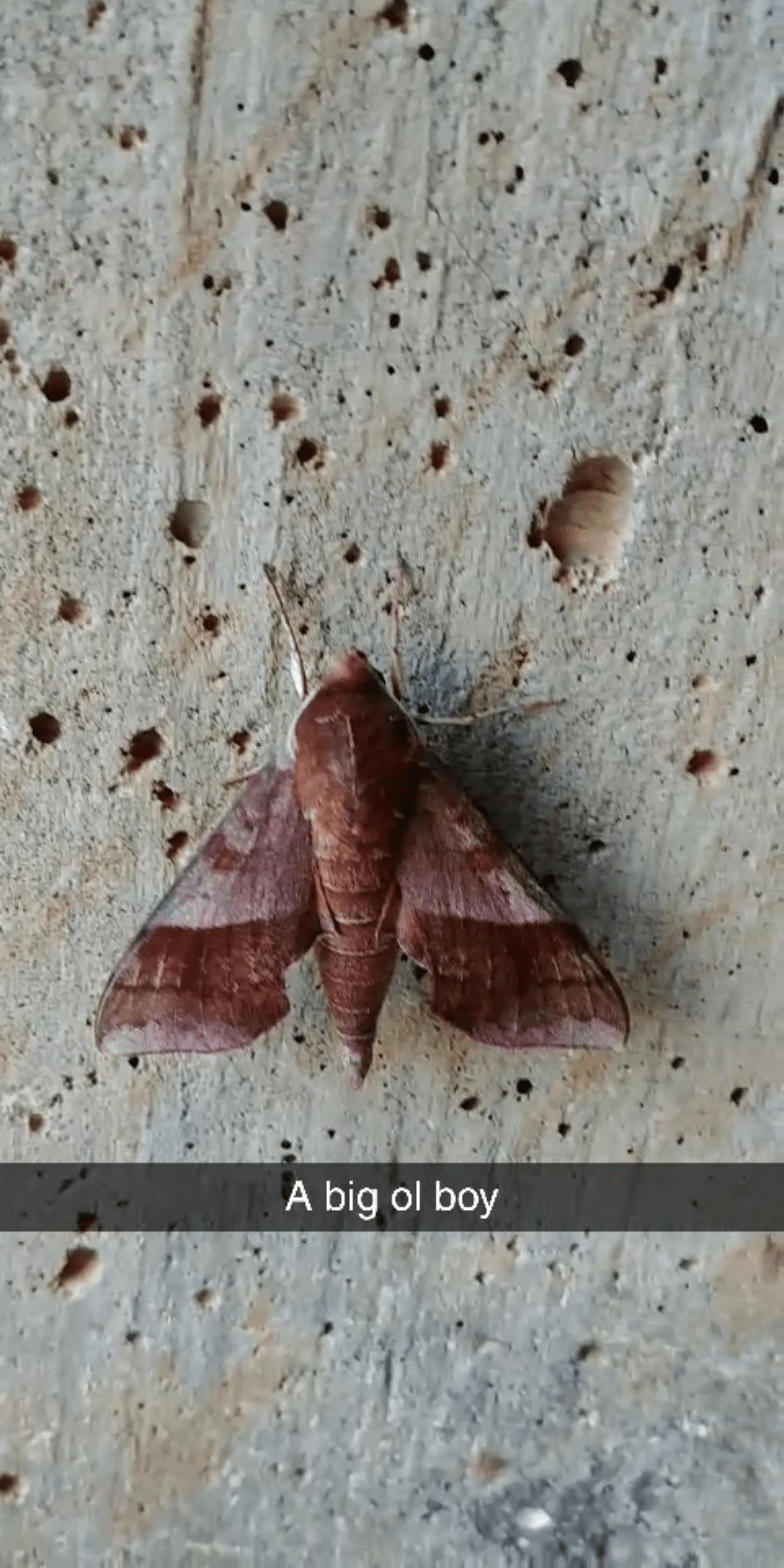 What type of moth is this? 40 miles South of Chicago, IL r/whatsthisbug