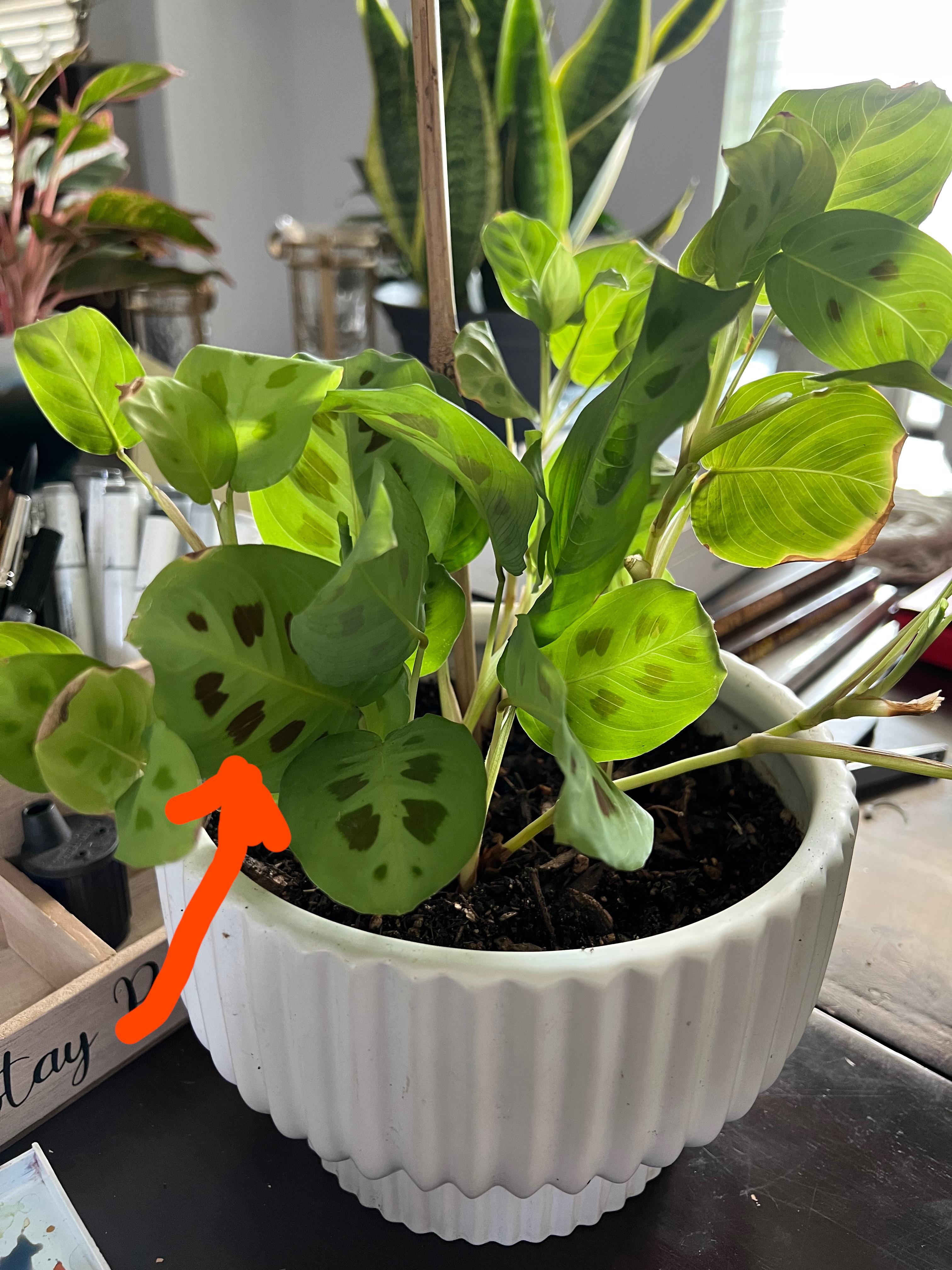 How to get my prayer plant to make darker spots on its Foliage? plants