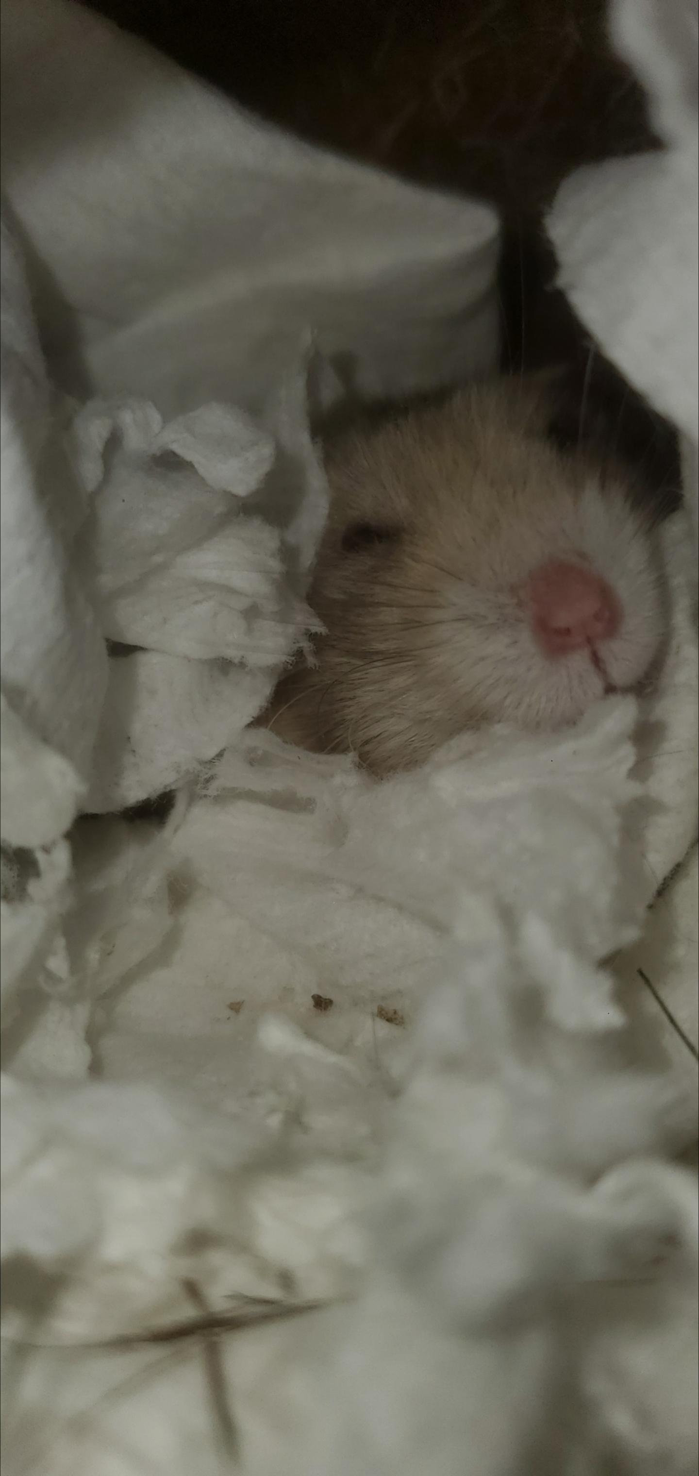 comfy r/hamsters