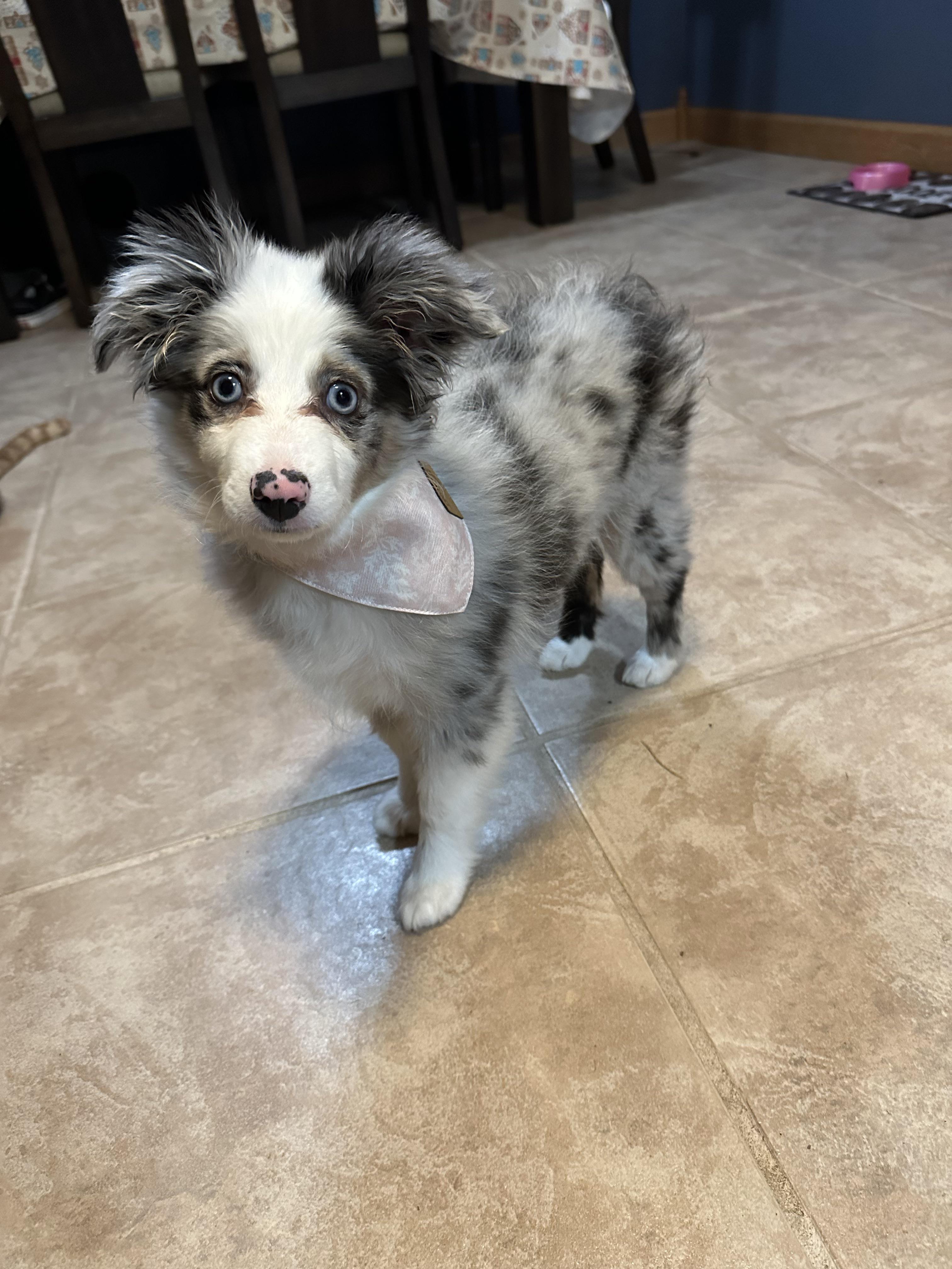 Are Mini Aussies Good Family Dogs