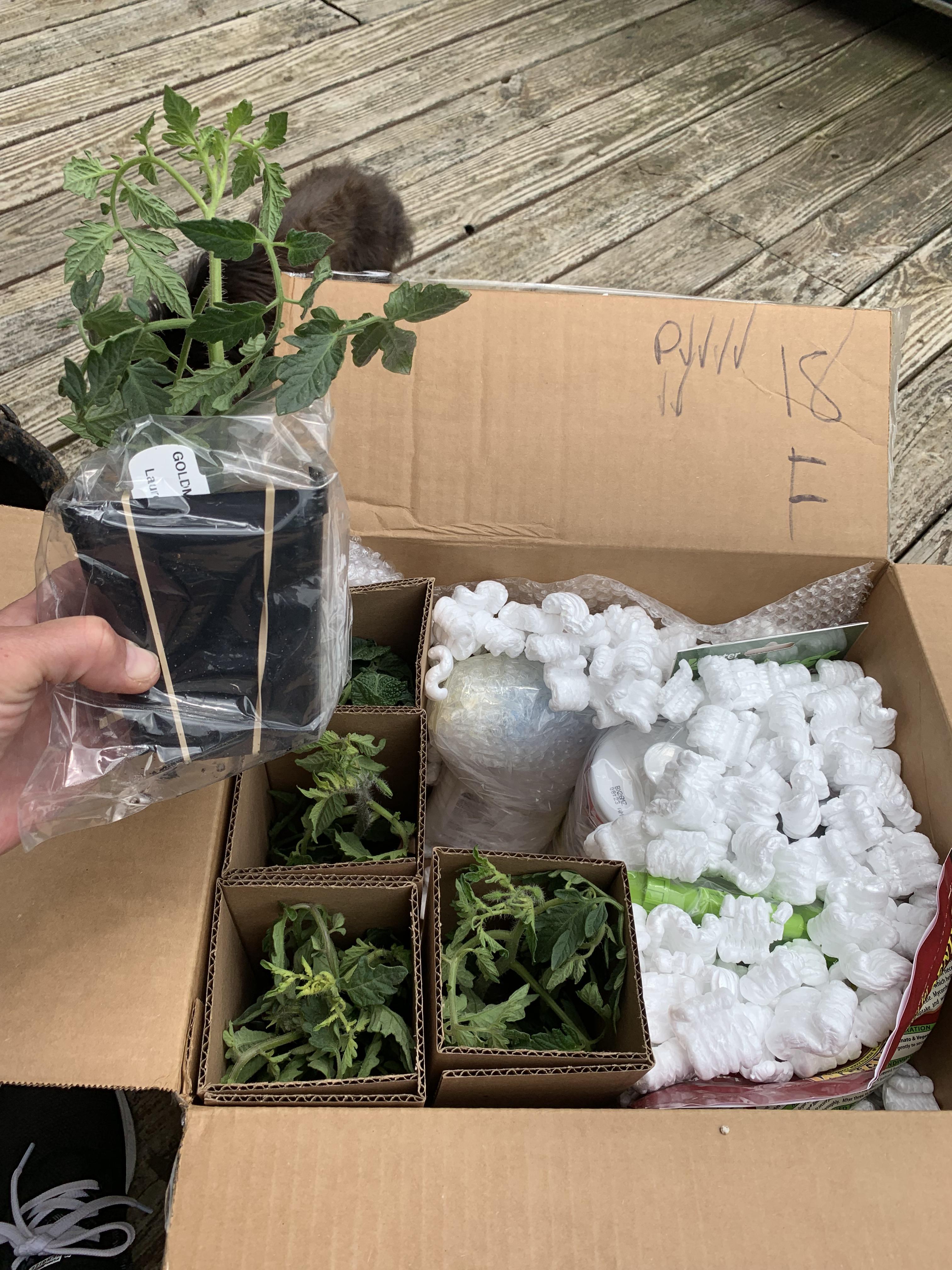 My heirloom plants have arrived USPS aka United States Plant Service