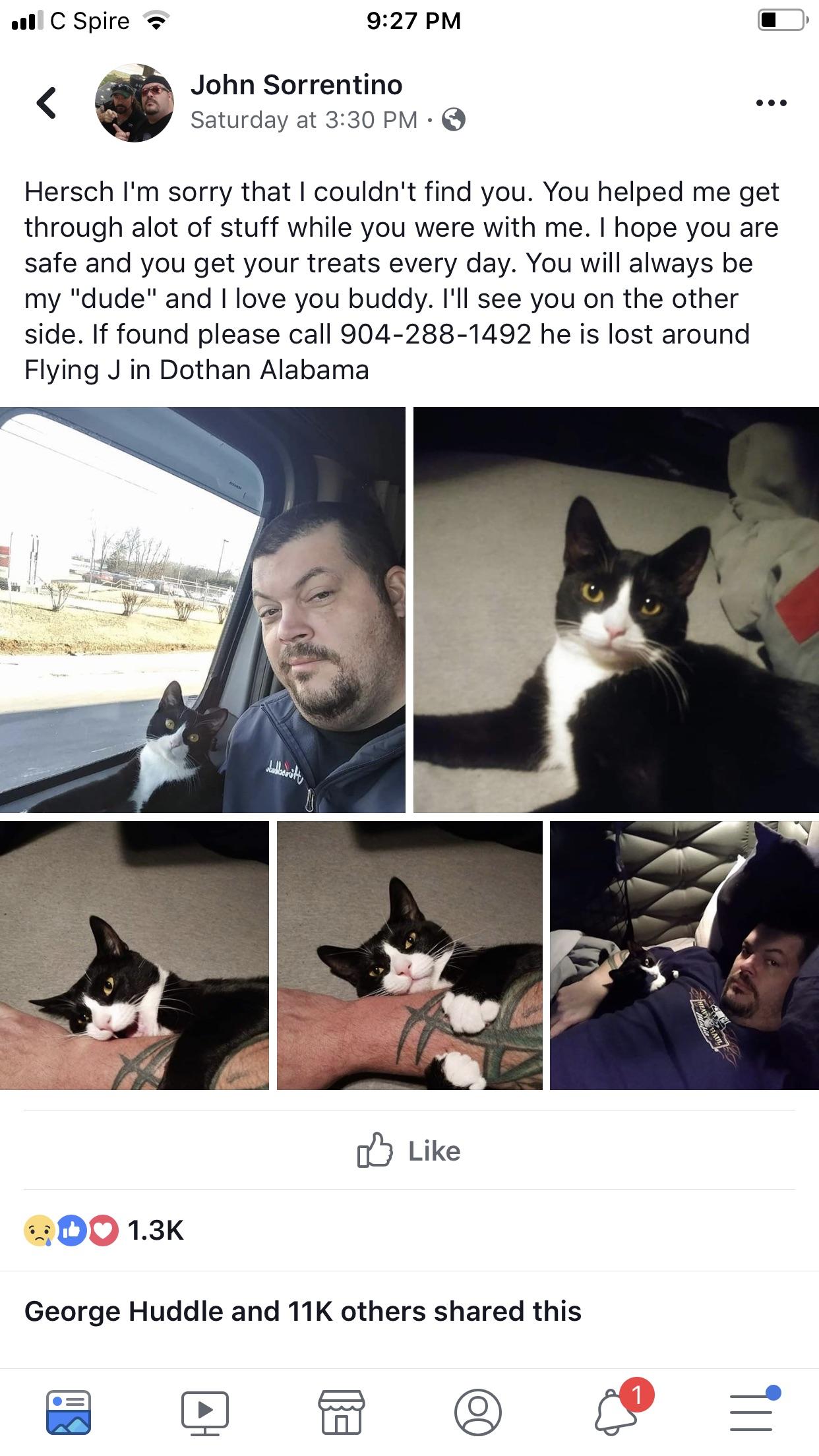HELP FIND THIS CAT! Trucker missing his buddy. Dothan, Al Flying J
