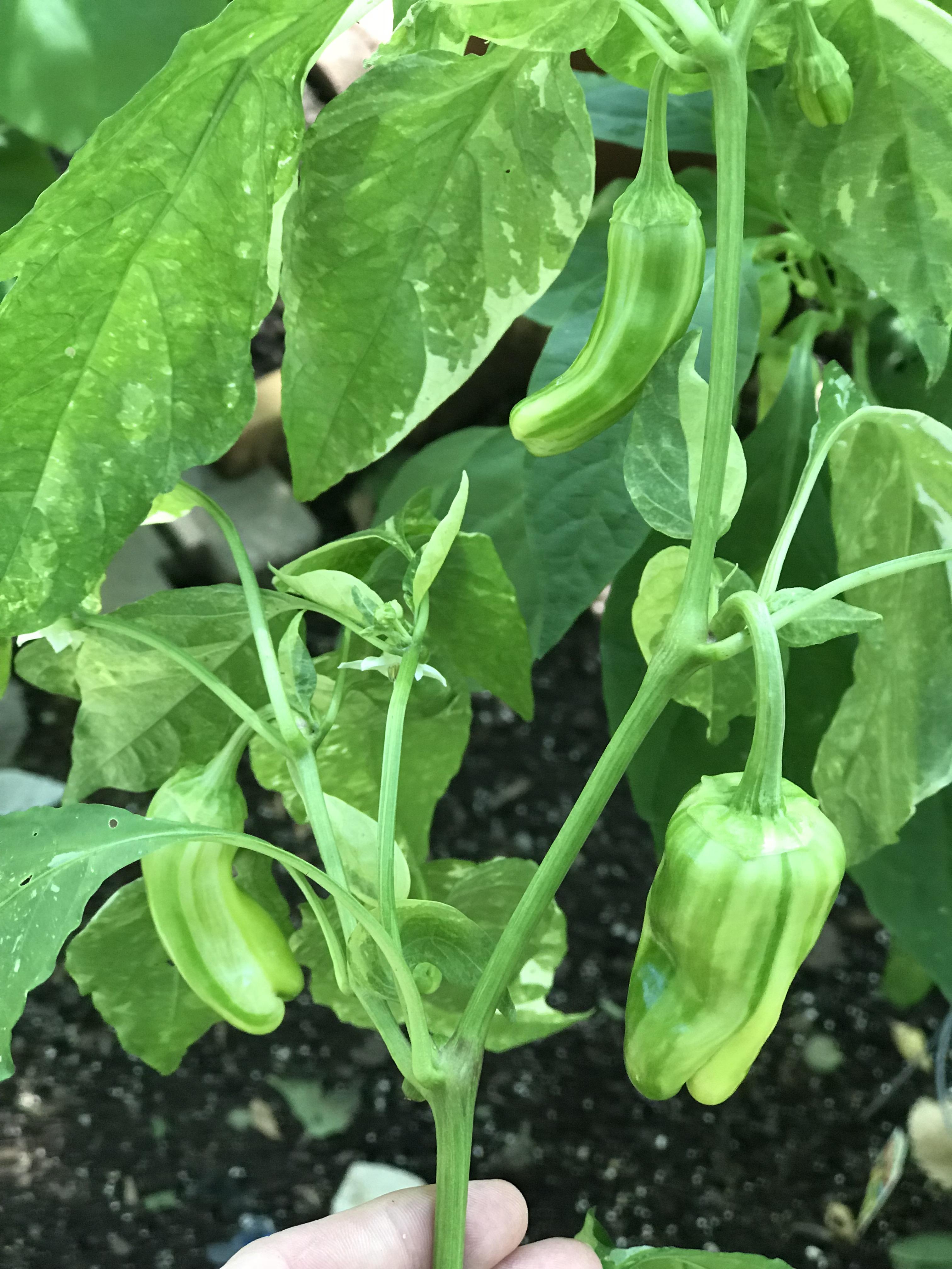 Candy Cane Peppers are very stripey and pretty. r/gardening