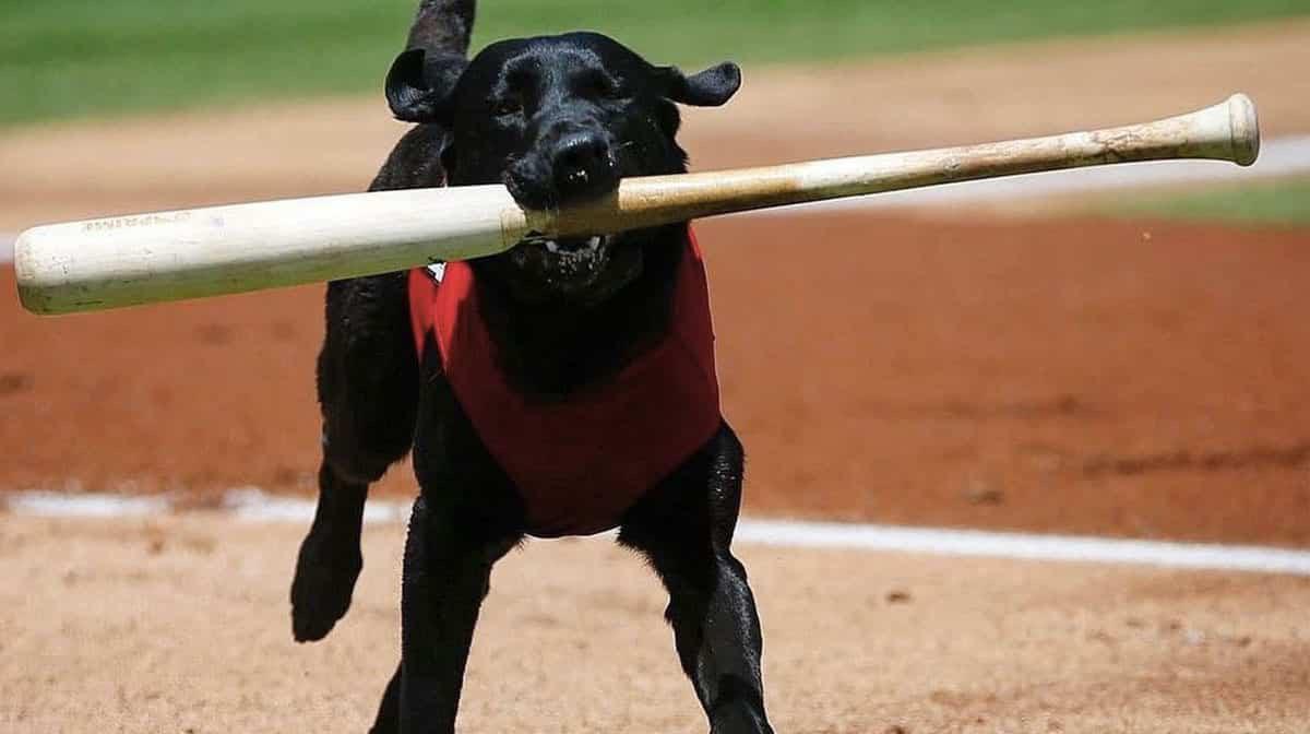 Bat Dog! This dog’s job is to retrieve the bats at baseball games. r