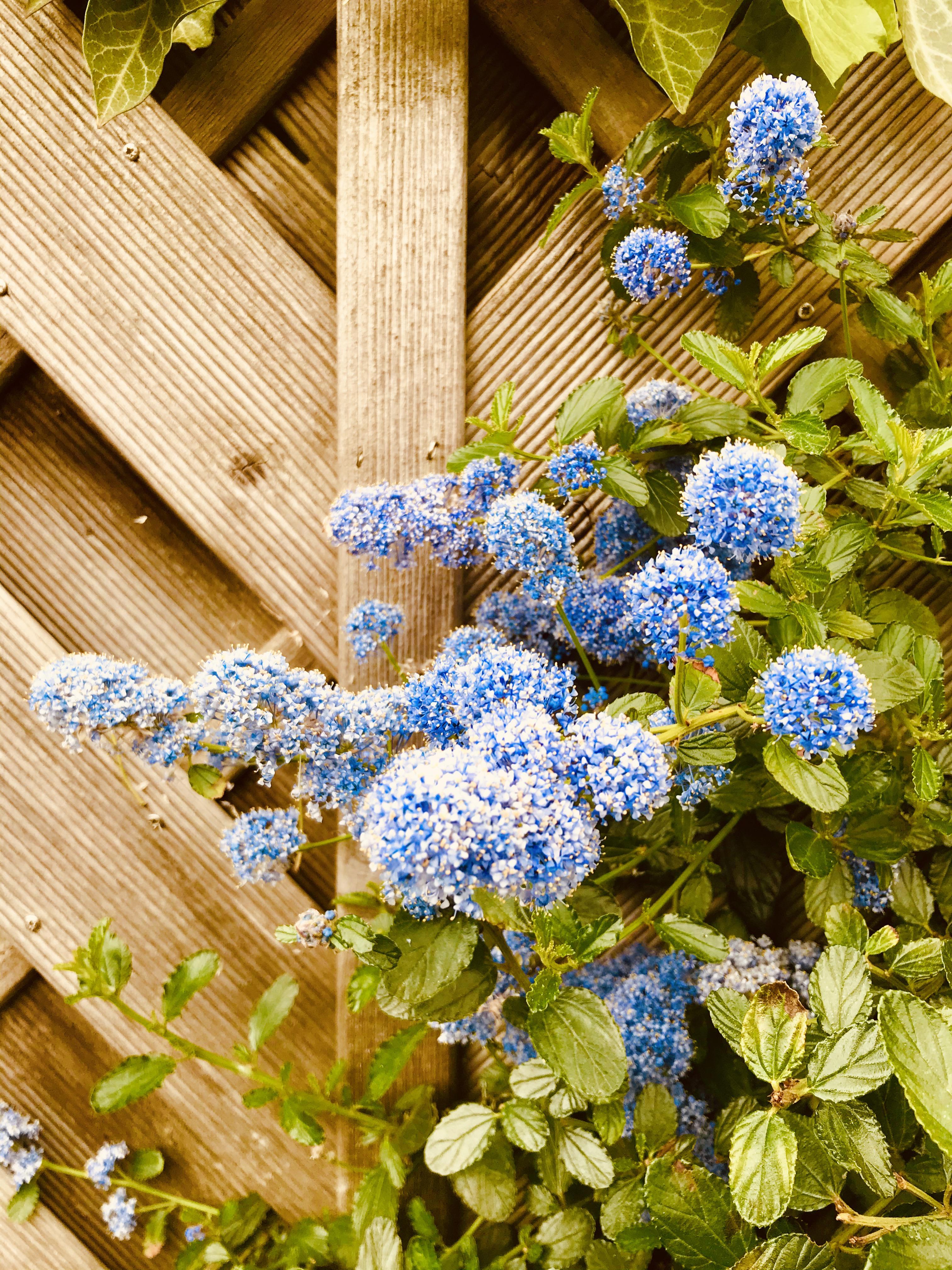 Ceanothus Arboreus complete with powder blue pom poms cheers me up