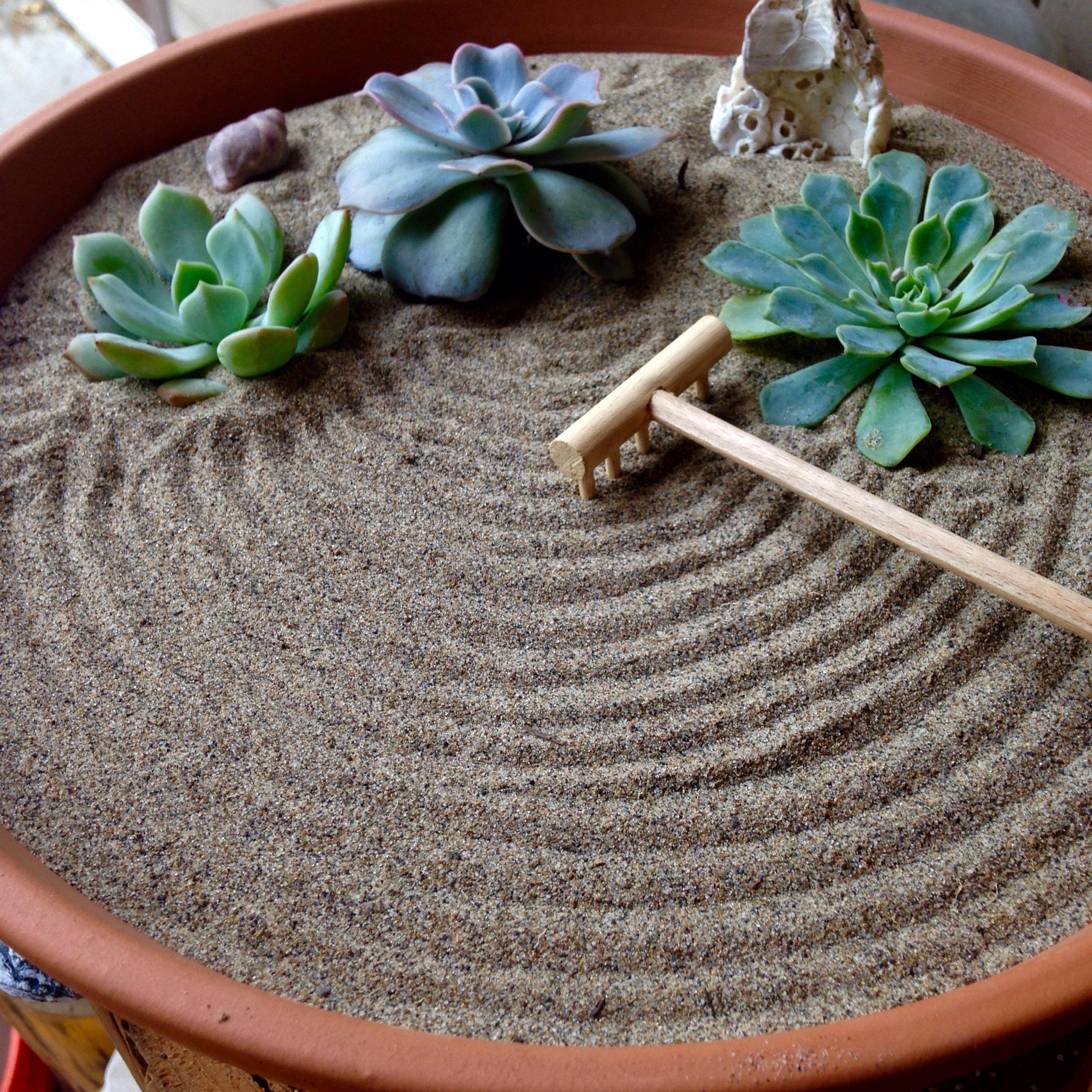 My own personal zen garden. r/succulents