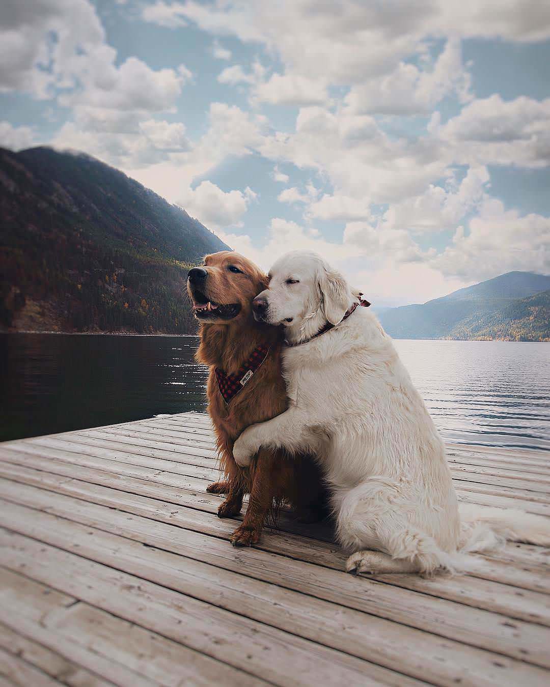 Best friends forever! r/aww