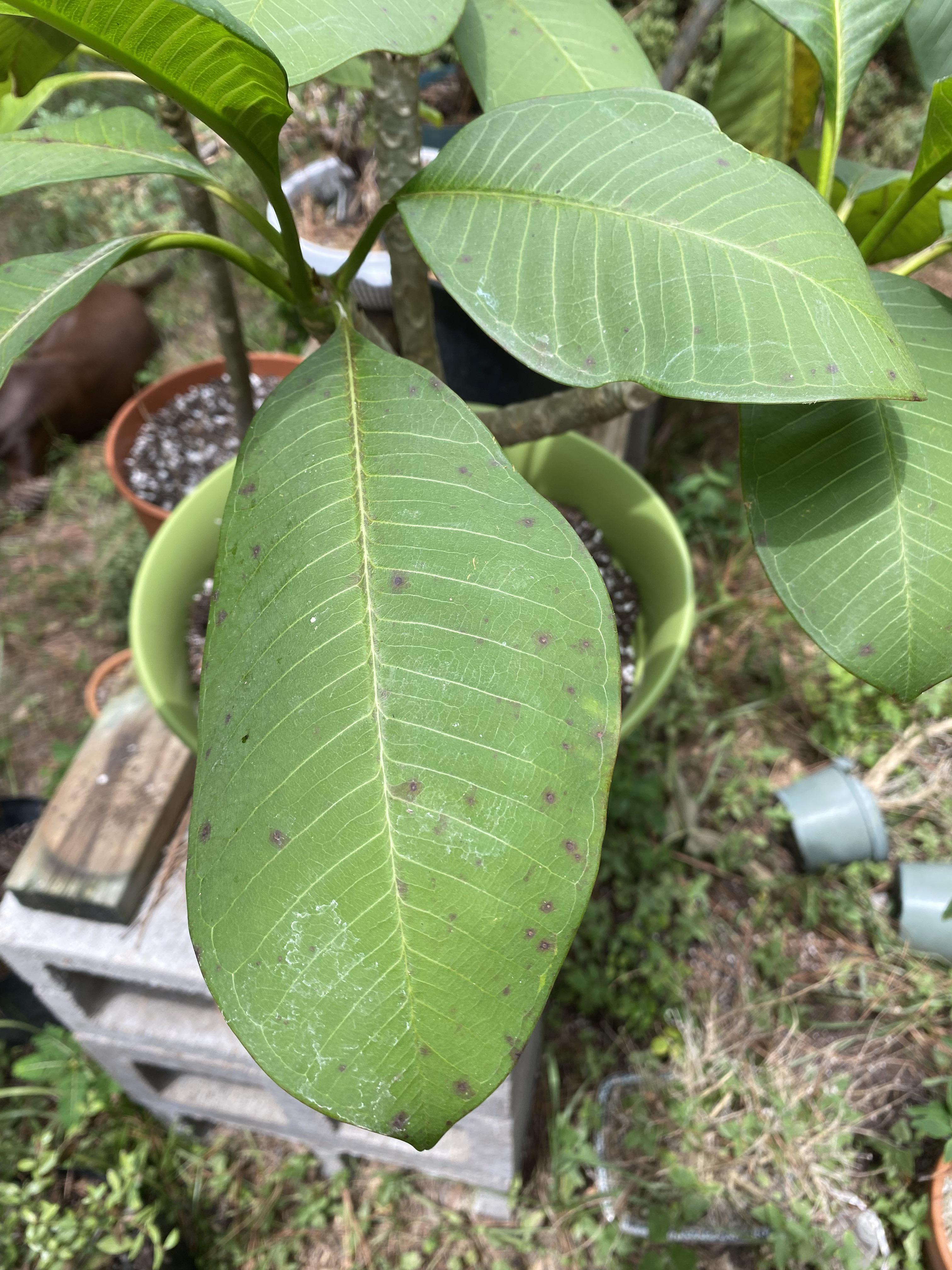 What are these black dots on my Plumeria? r/Plumeria