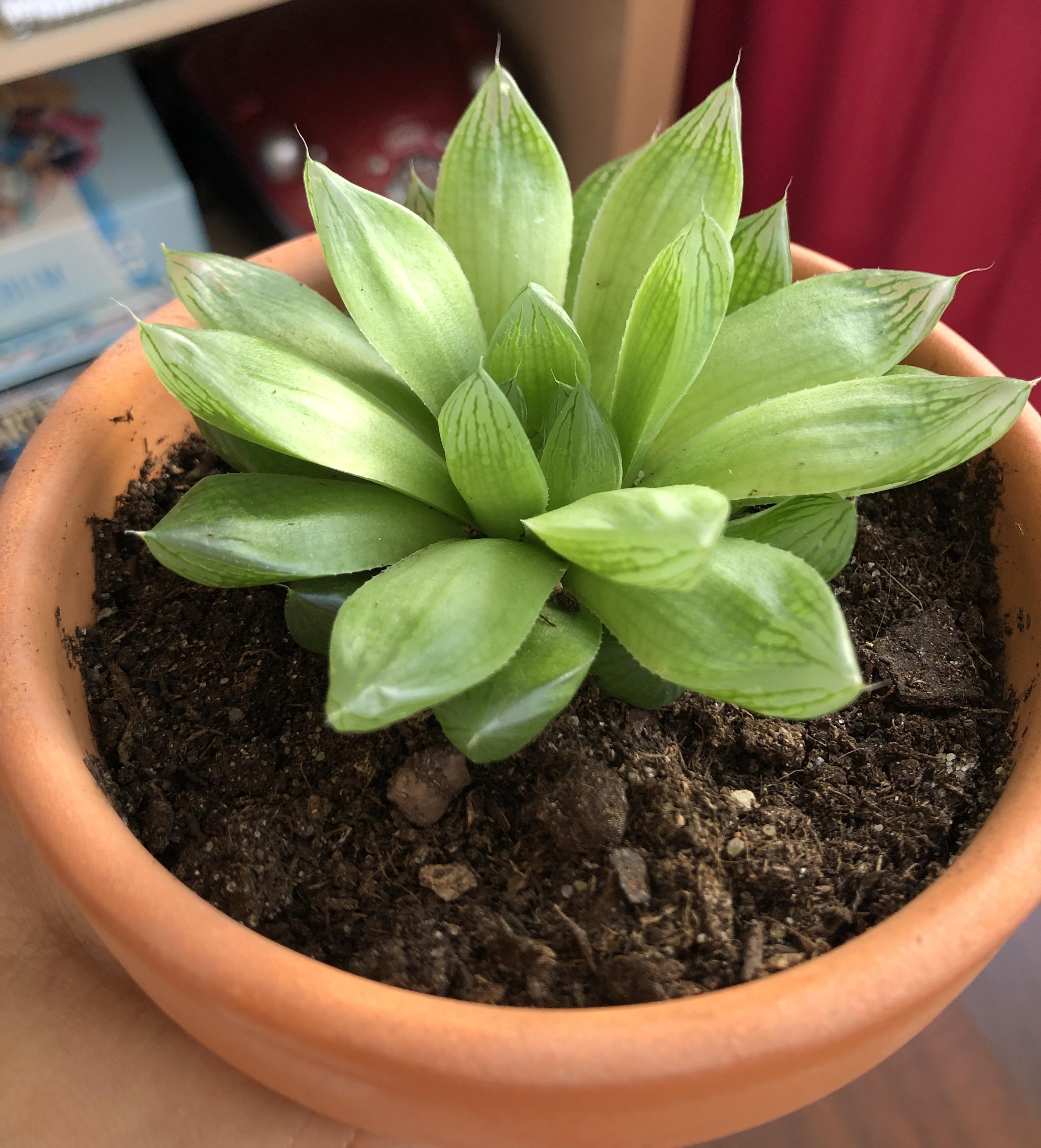 I just bought this succulent and i don’t know how’s it