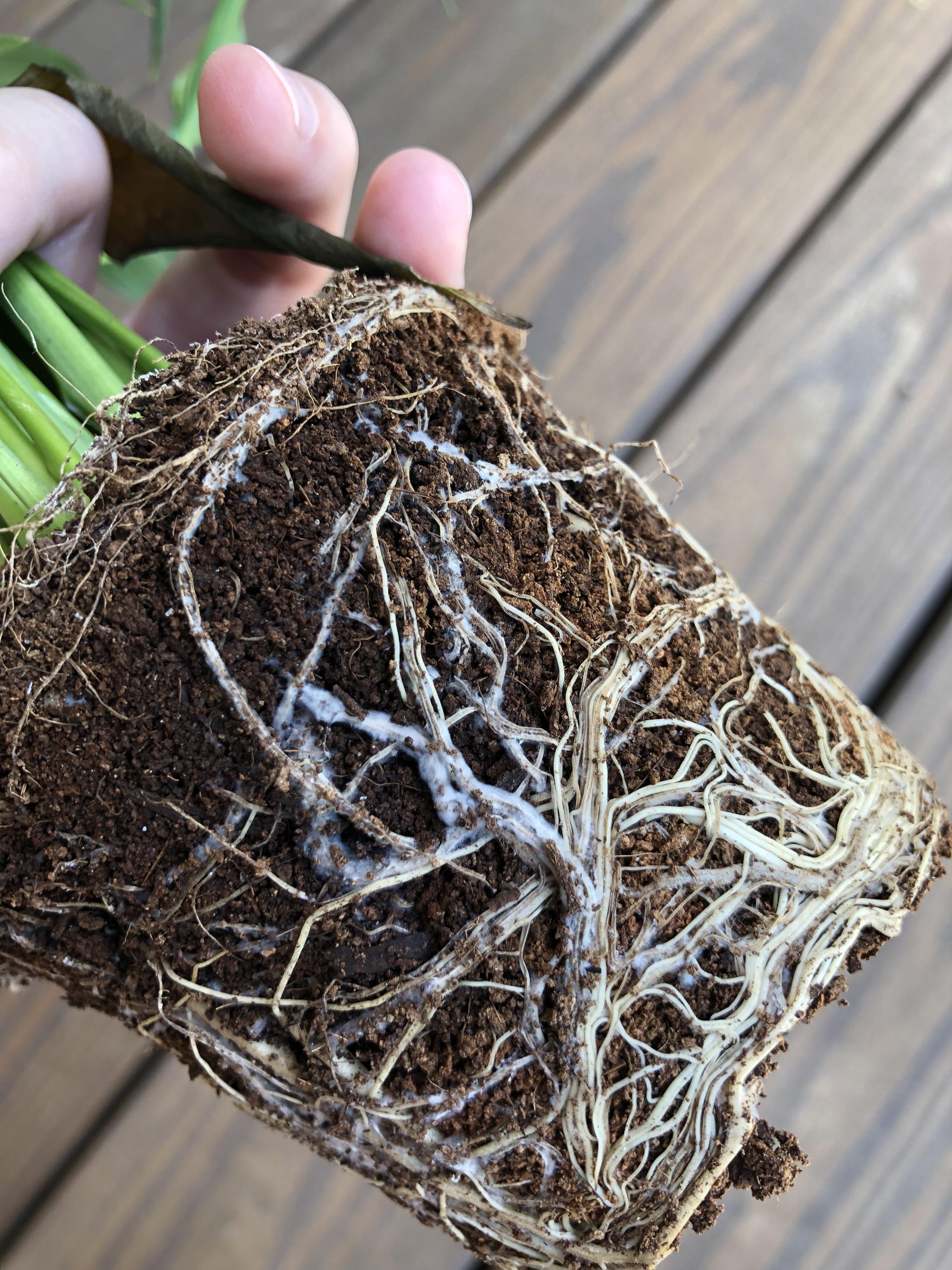 Is this normal? White stuff on my peace Lily’s roots. r/plantclinic