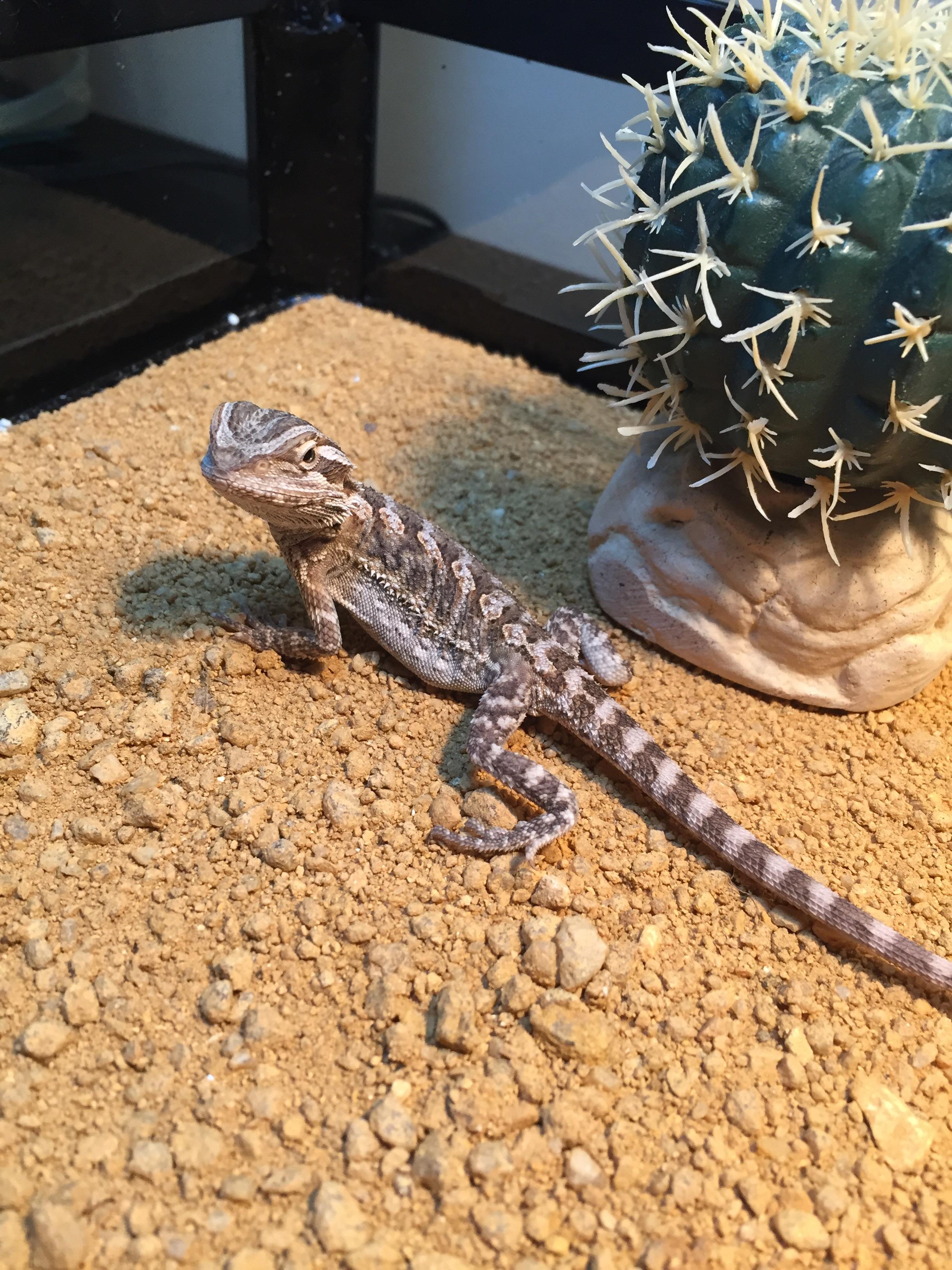 Everybody meet Sparky. My first bearded dragon r/BeardedDragons