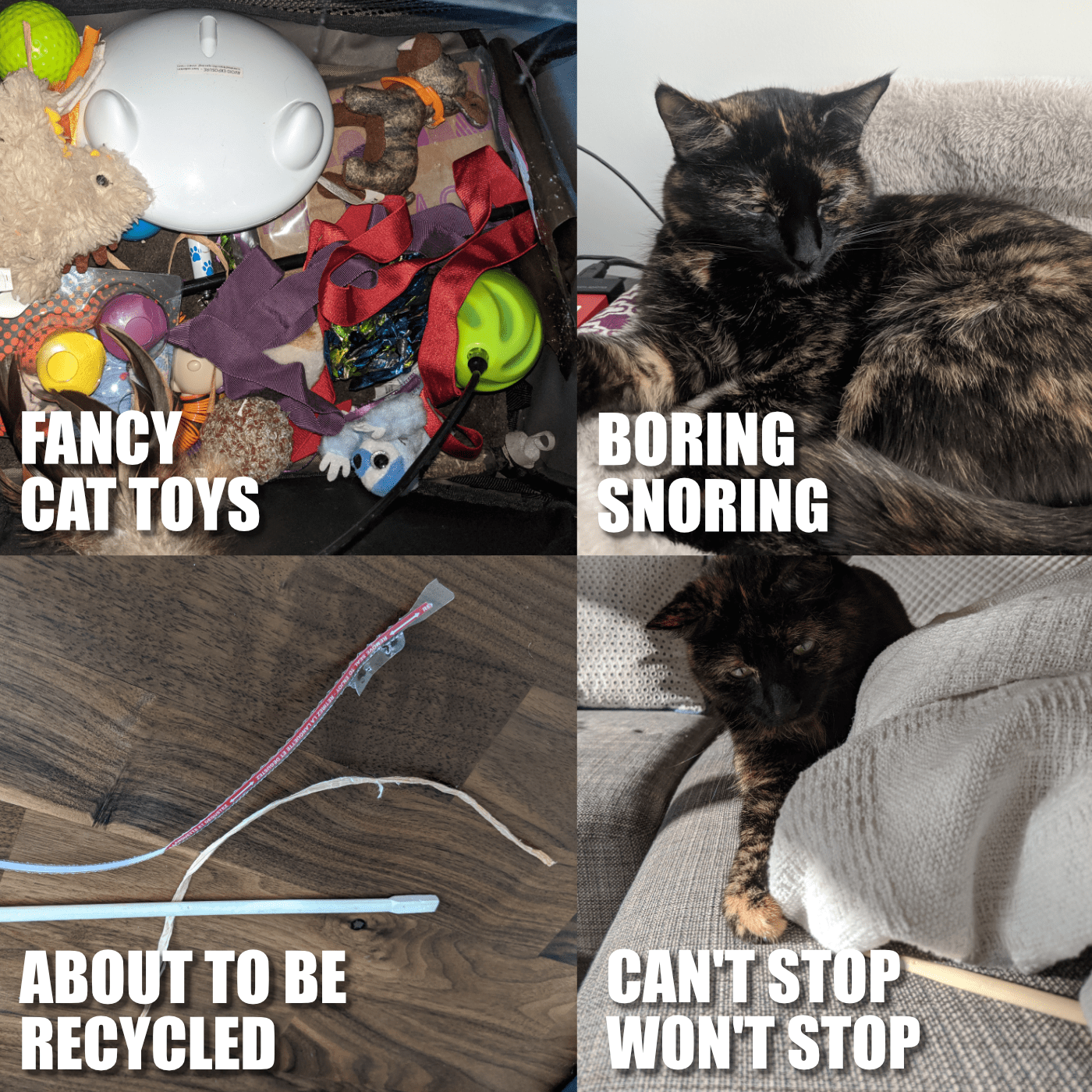 The truth about cat toys r/funny