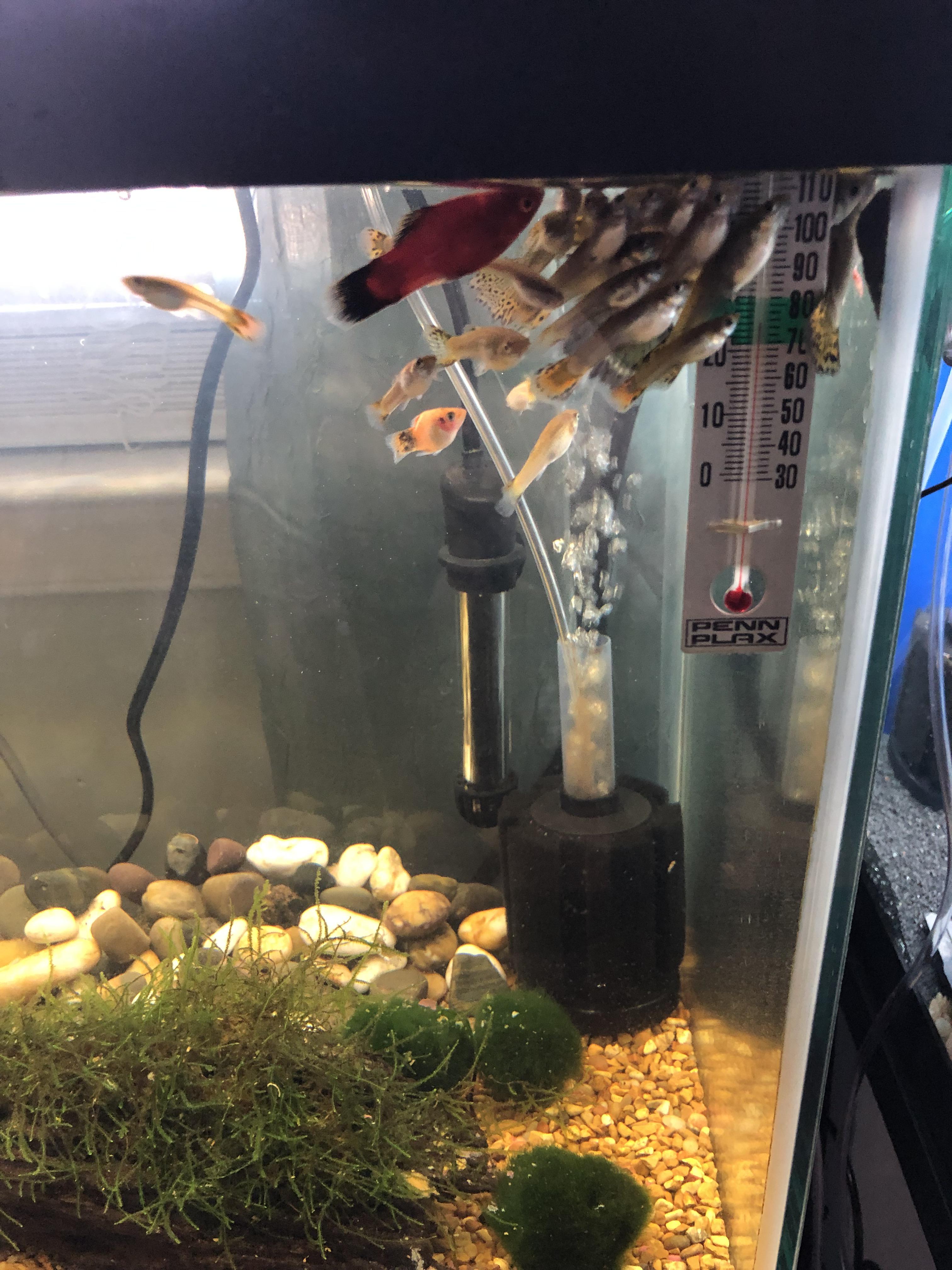 Why are they doing this? It’s been going on for two days now r/Aquariums