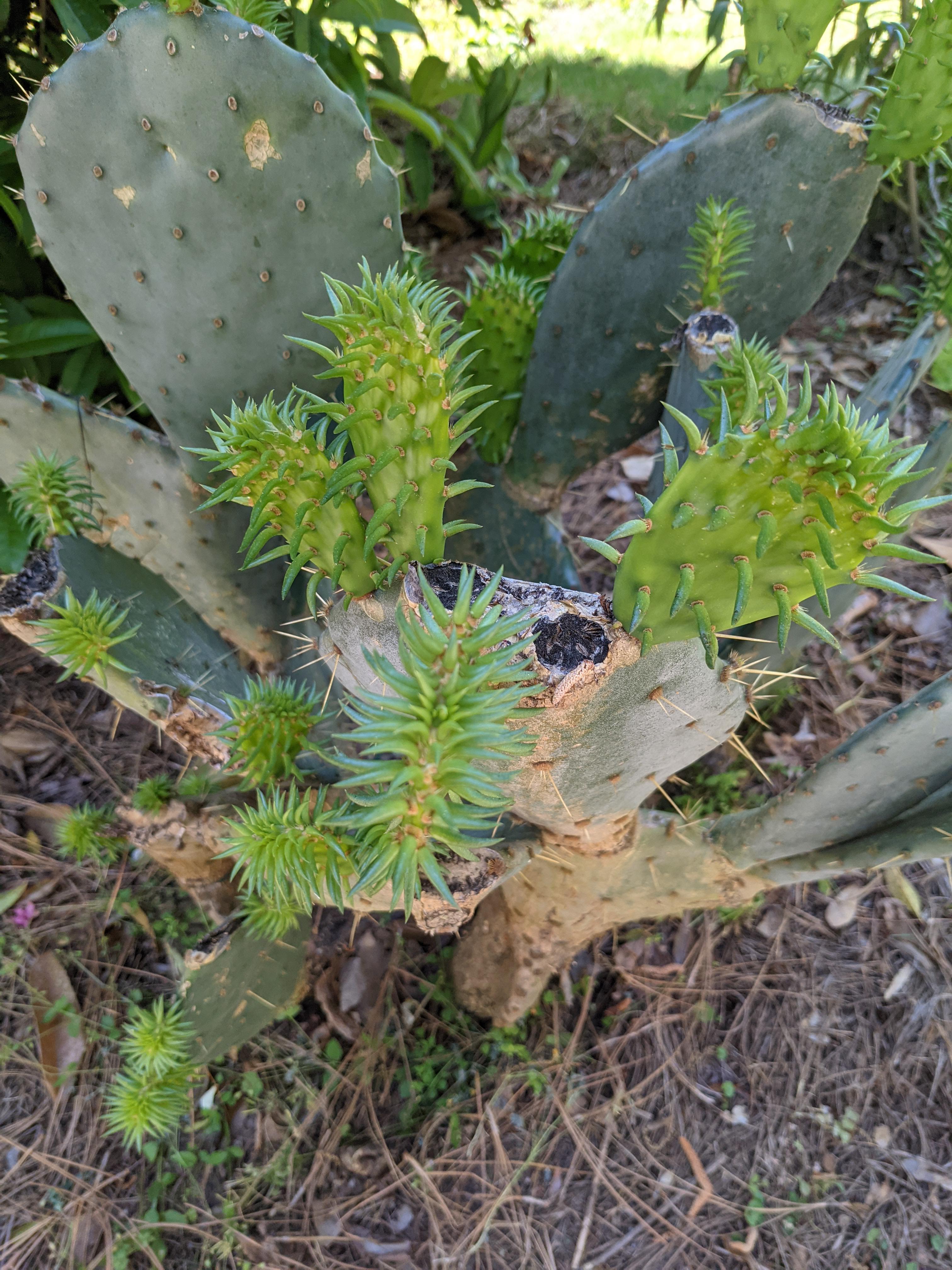 Cactus spines are modified leaves. While budding, they are soft and flexible r/mildlyinteresting