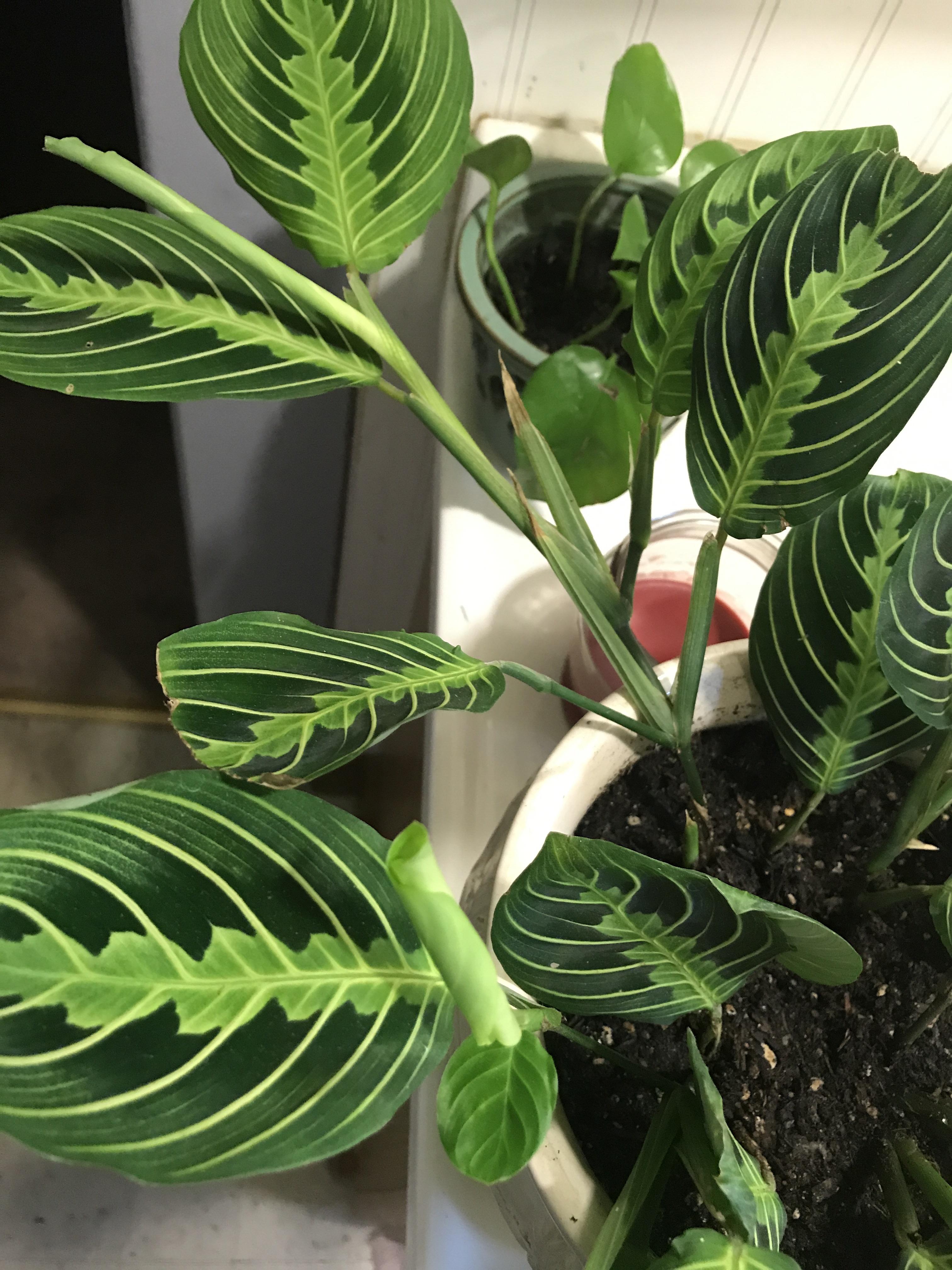 Does my prayer plant look healthy? read more...