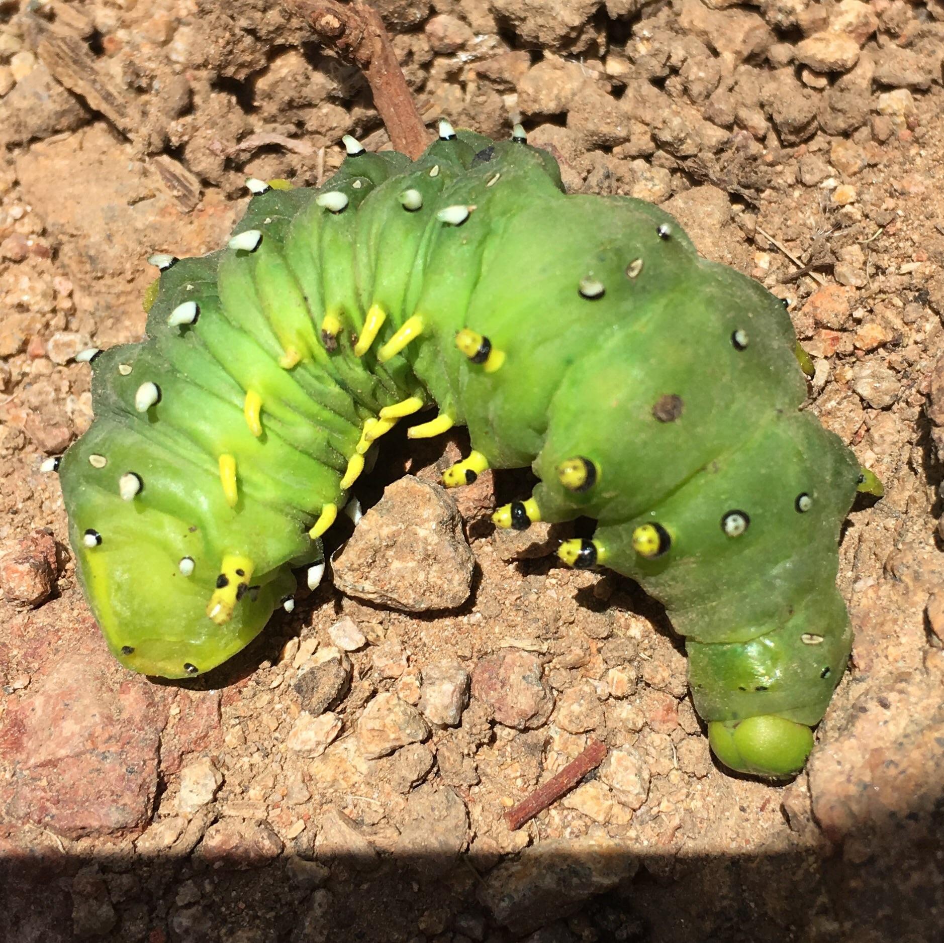 Saw this giant caterpillar rolling around on a hiking trail in San
