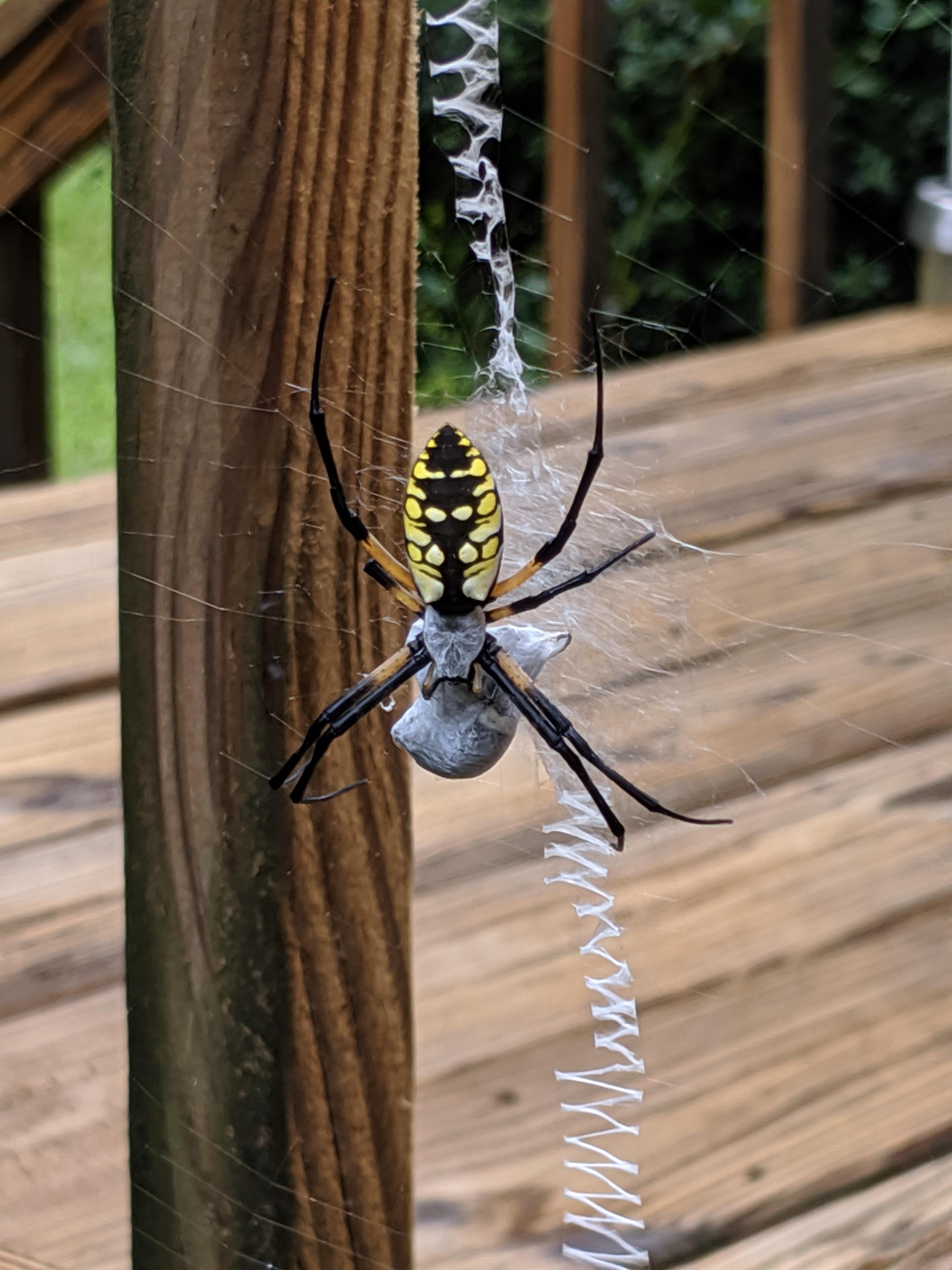What kind of terrifying spider is this? Entomology