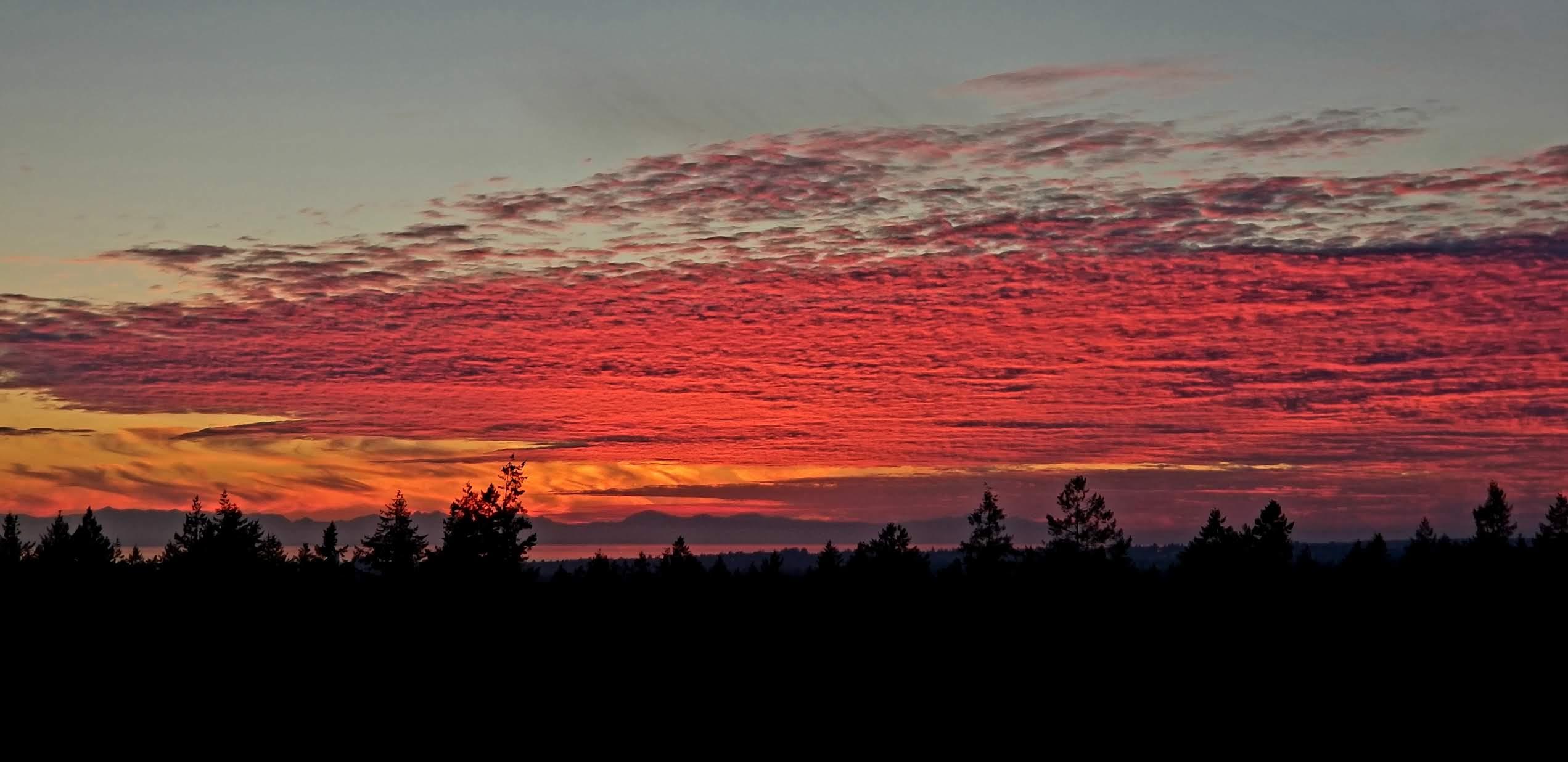 Vancouver Island through Central Park Sunset r/vancouver