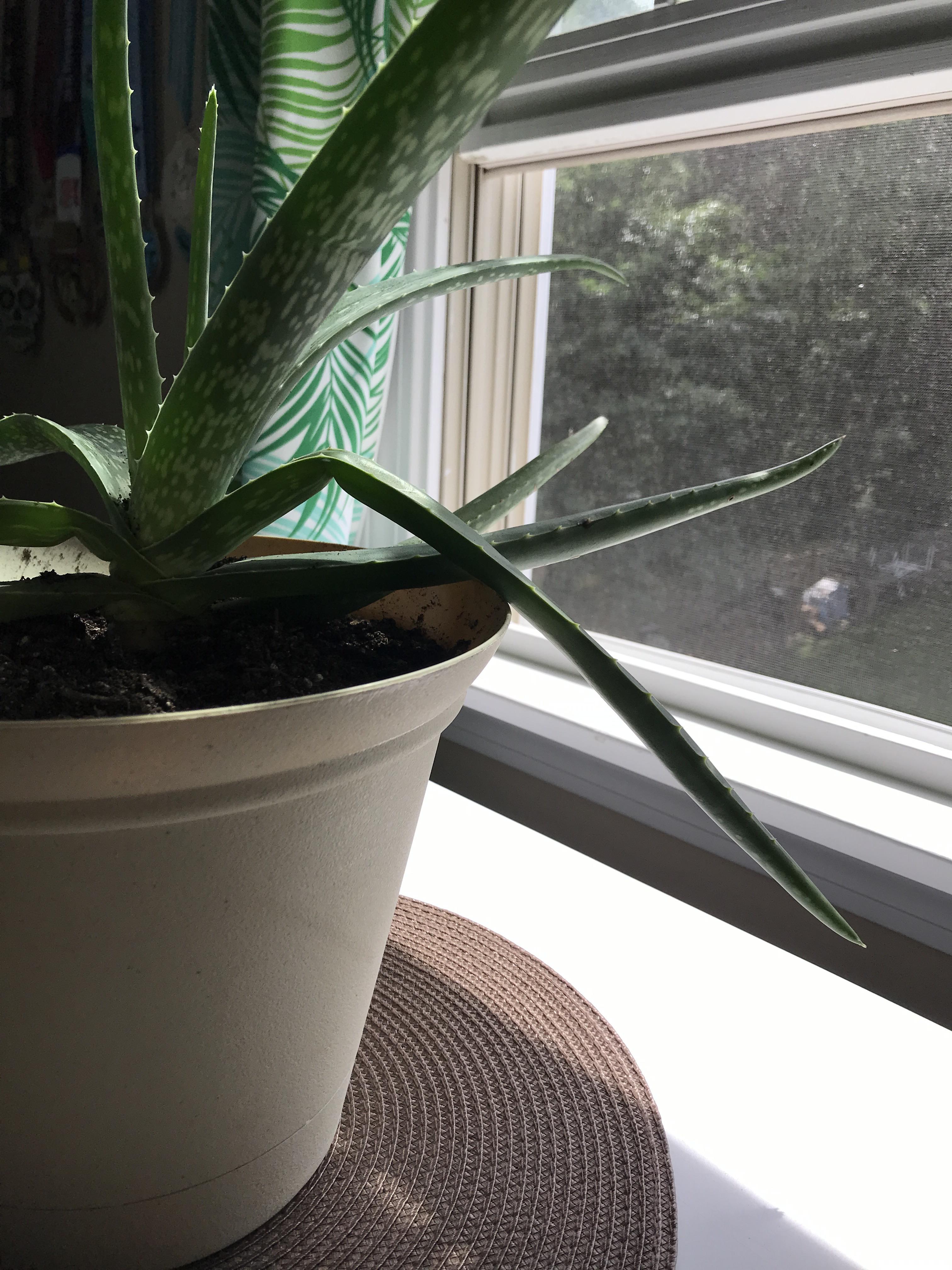 What’s wrong with my aloe Vera? Leaves are deflated and limp close to