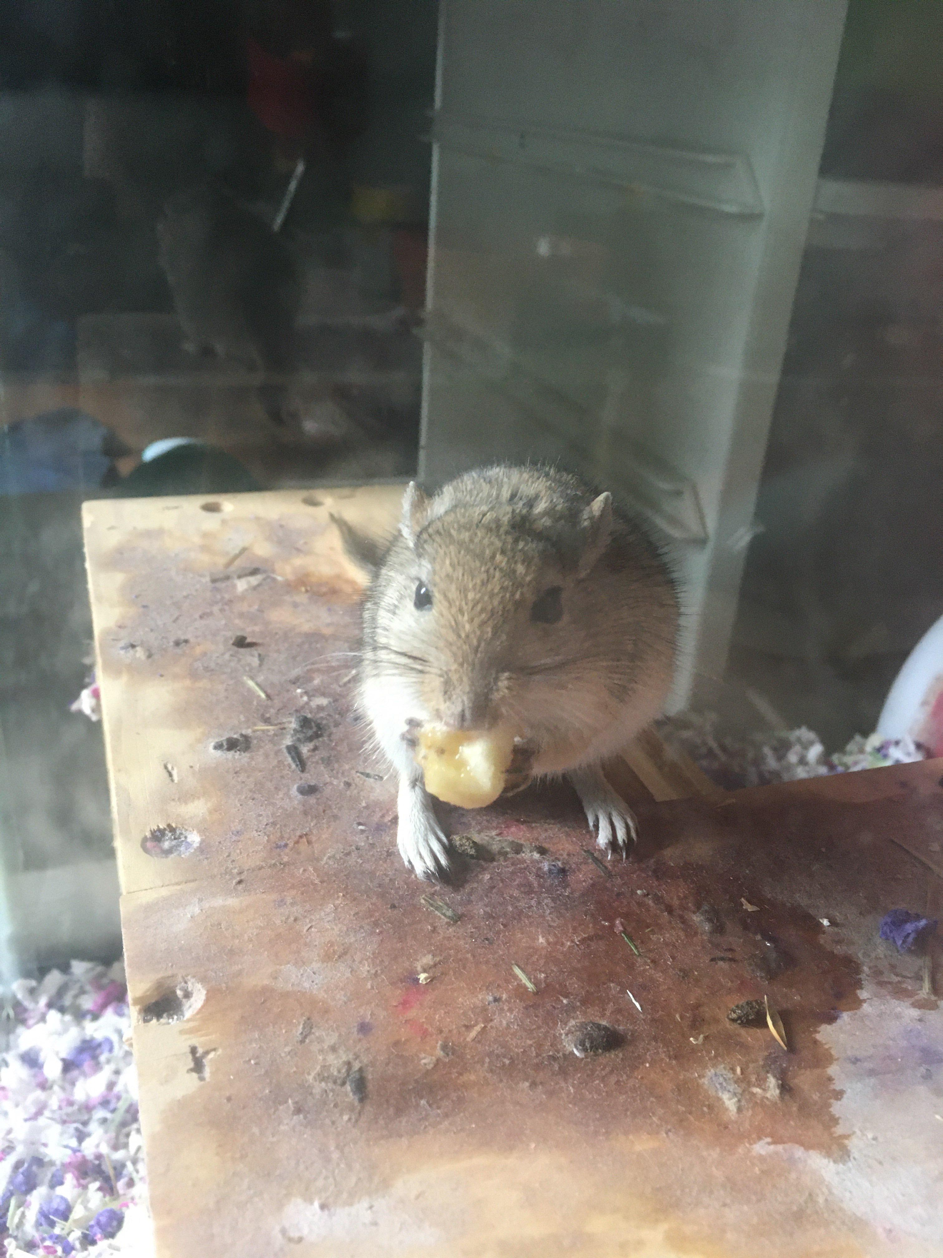 My gerbil has a banana gerbil