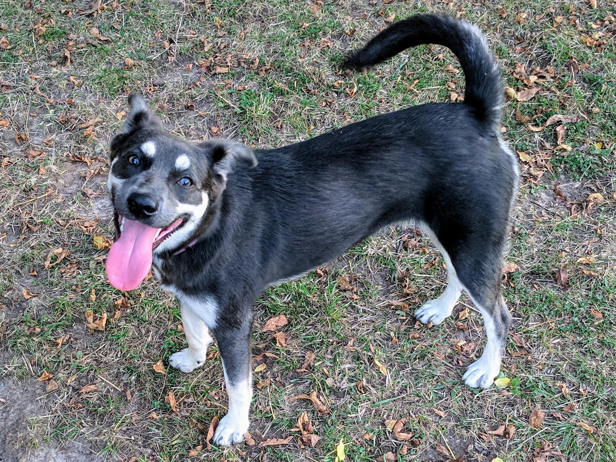 This is our 1yo, Lou we think she's a Kelpie mix, but aren't sure