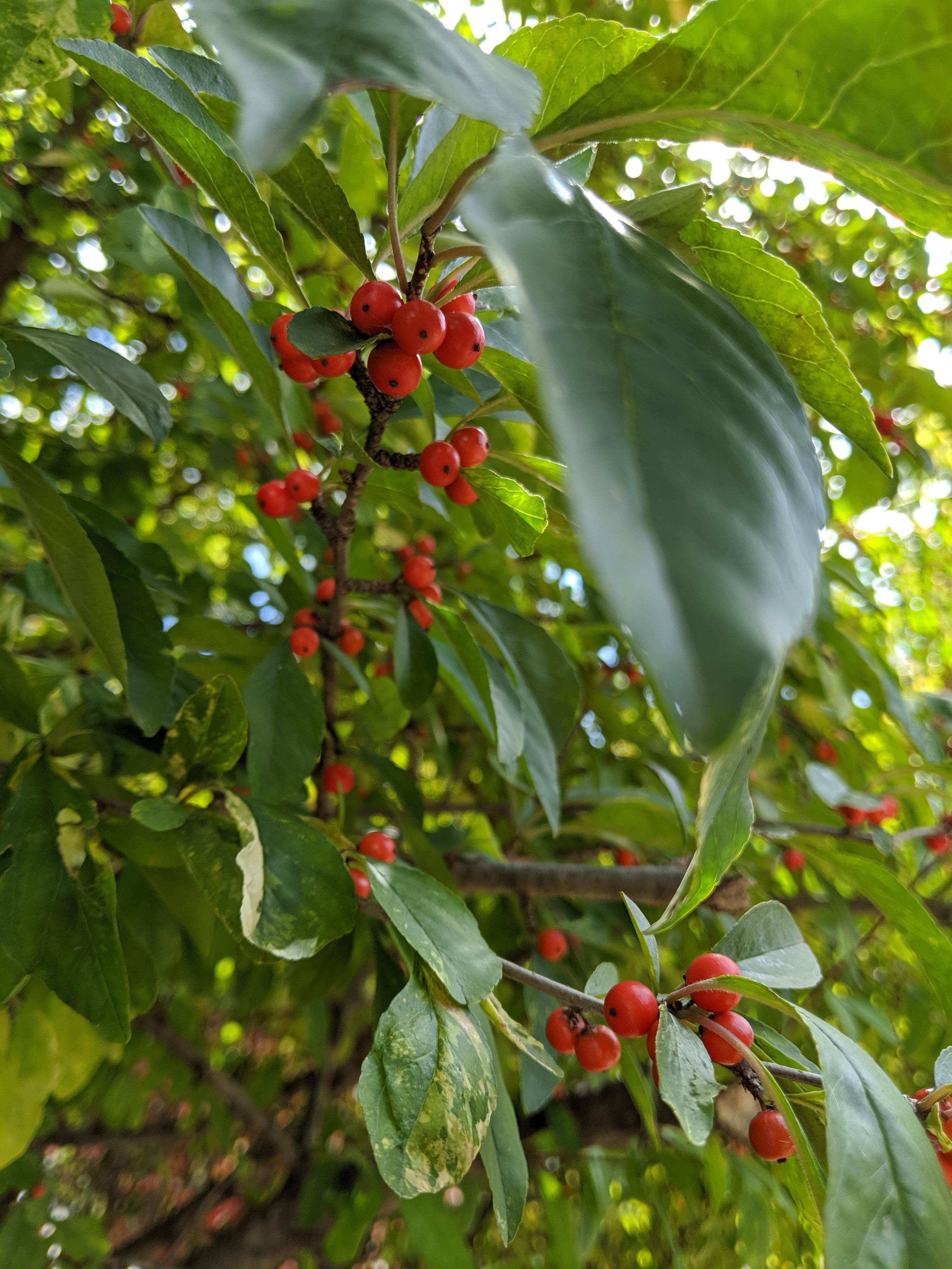 Red Berry plant/bush/tree growing in Missouri the heck is it? r/whatsthisplant