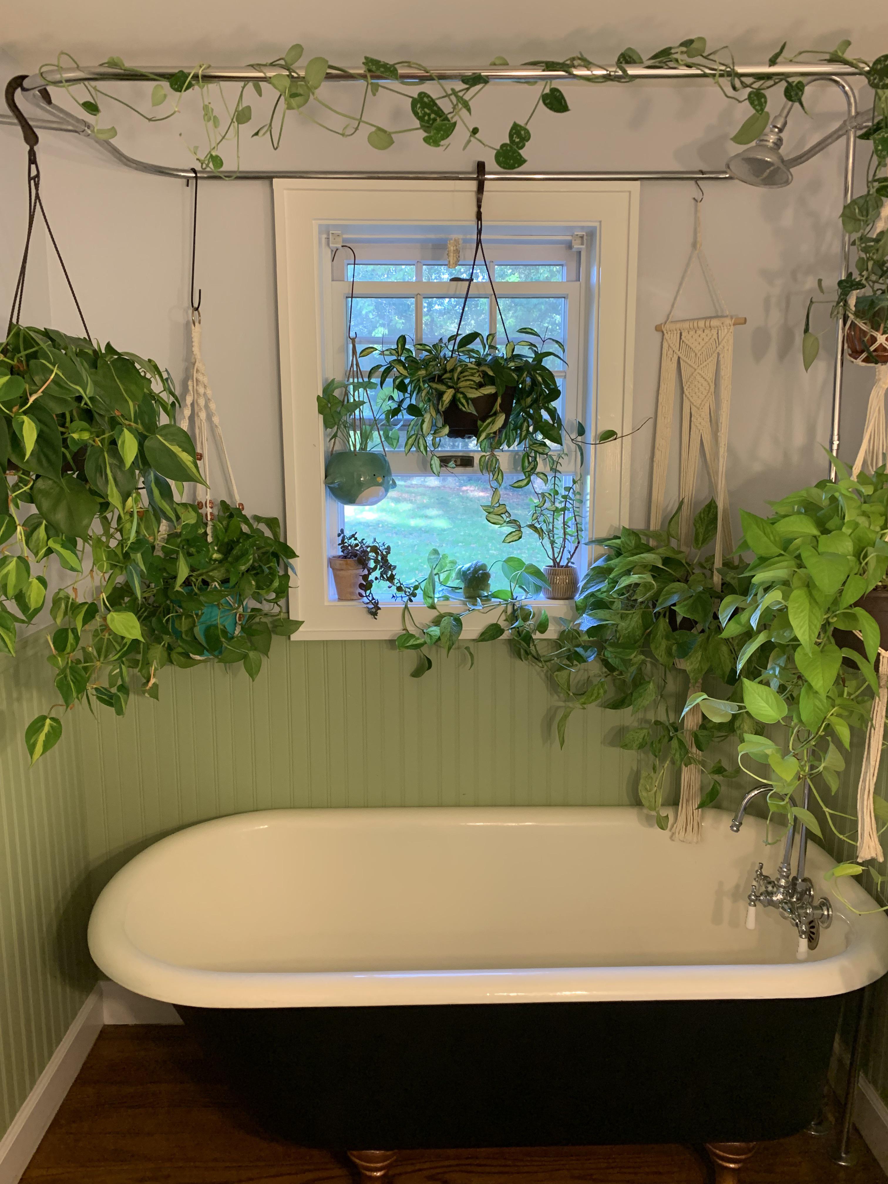 A bathroom nook is one of the fundamental forms r/PlantNook