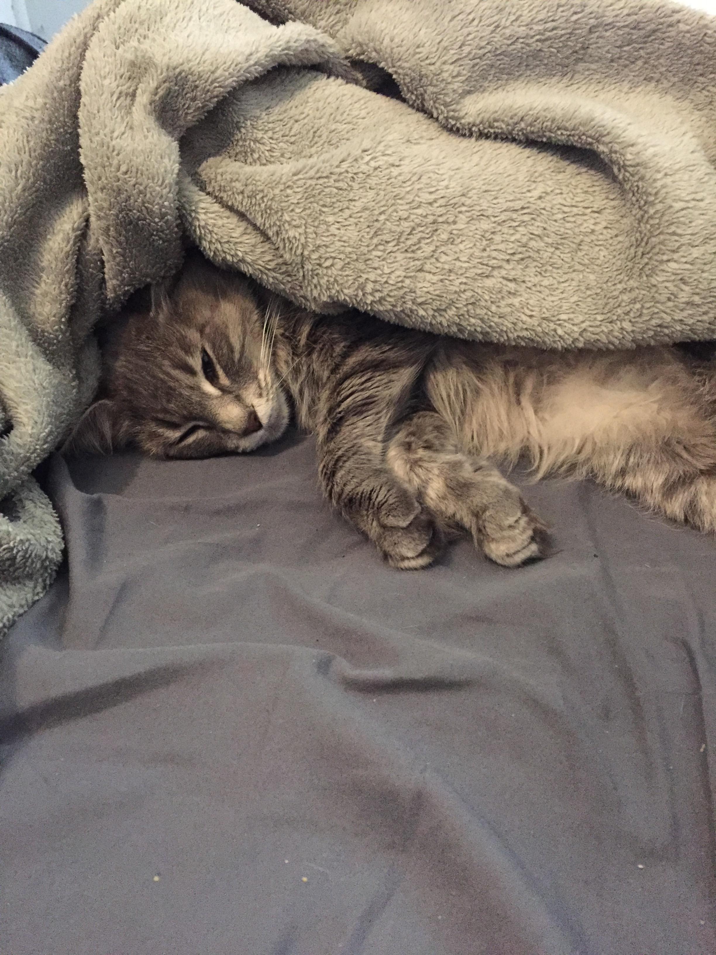 My sweet girl *loves* to snuggle under the blankets r/cats