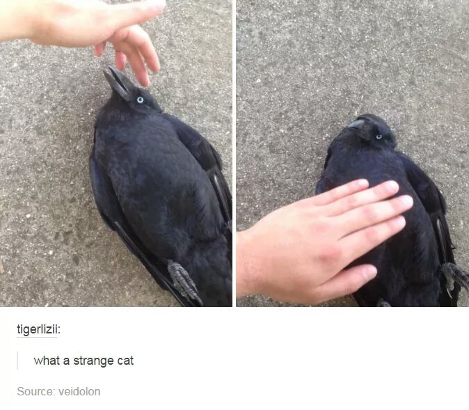 I love him tumblr