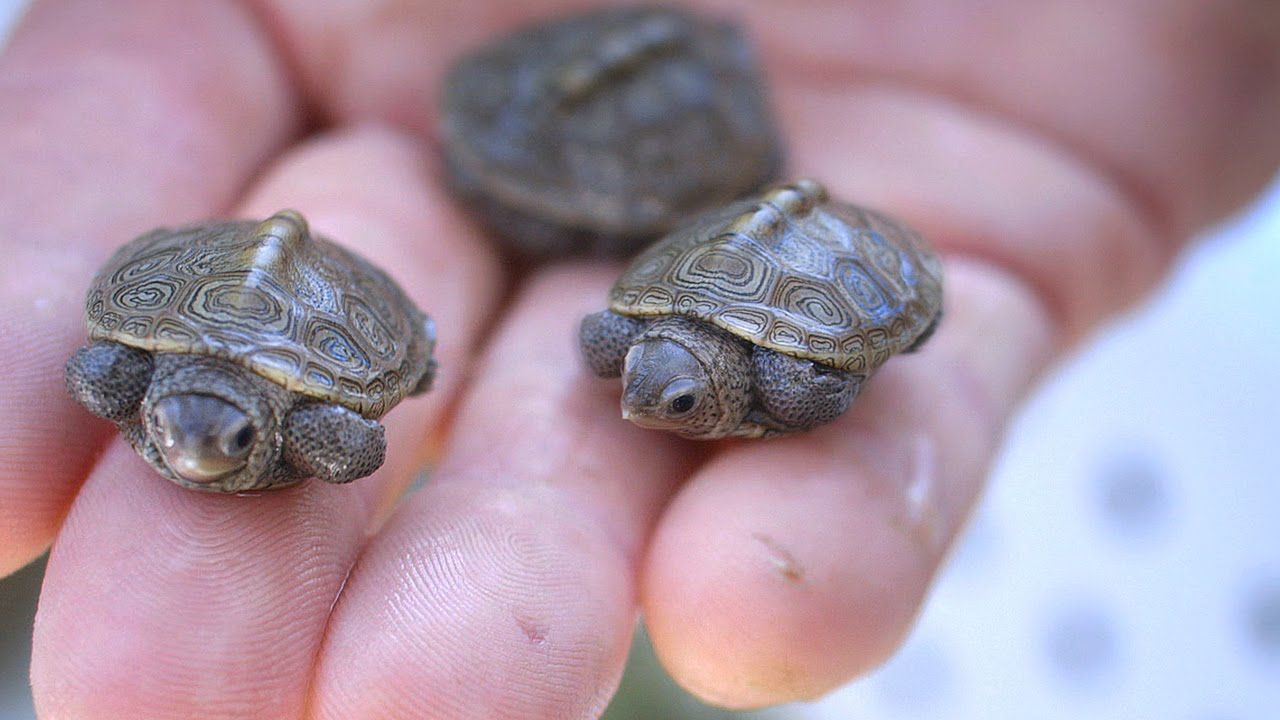 For turtles, the temperature of the developing eggs decides what gender