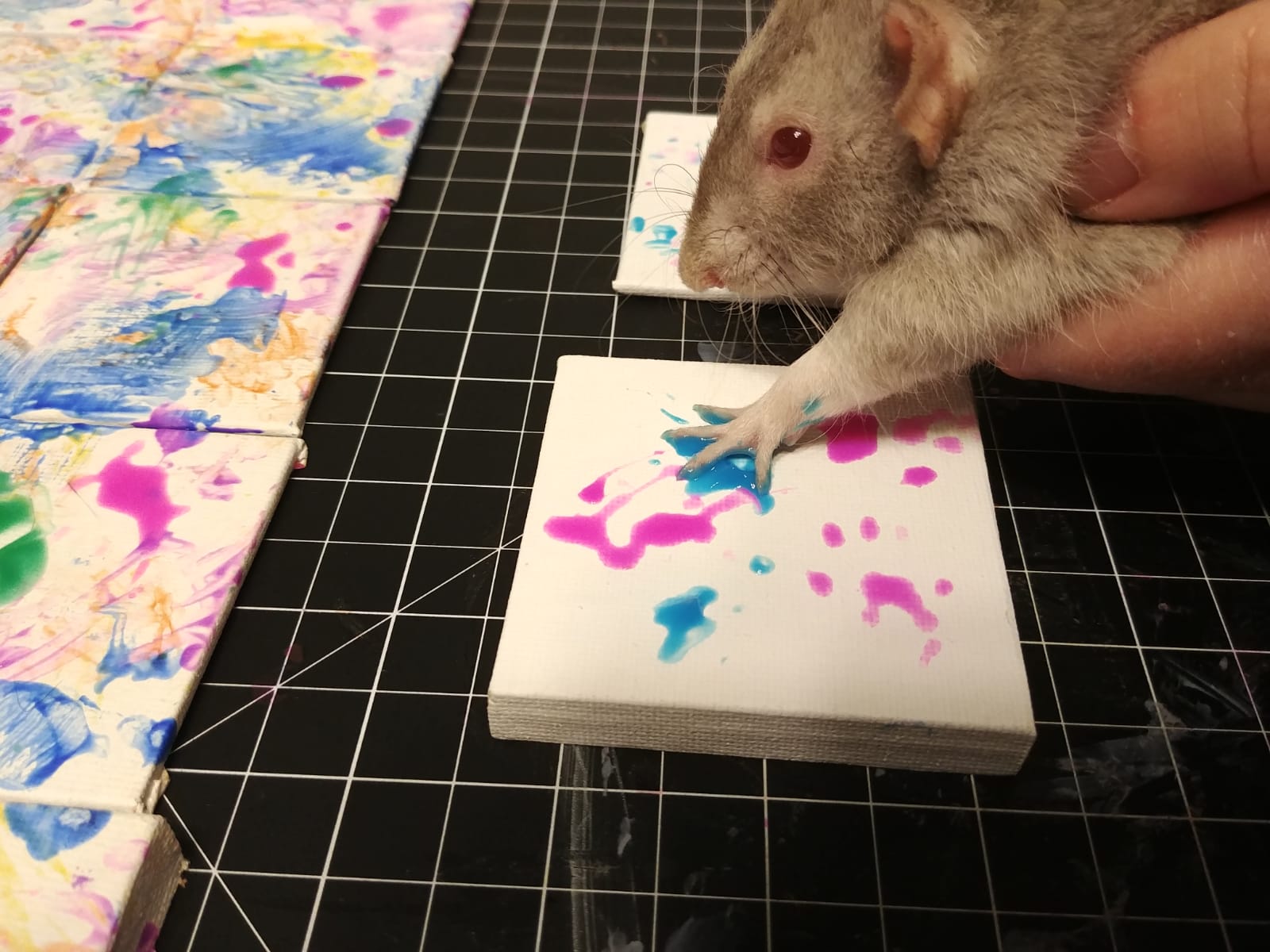 We played with paint. r/RATS