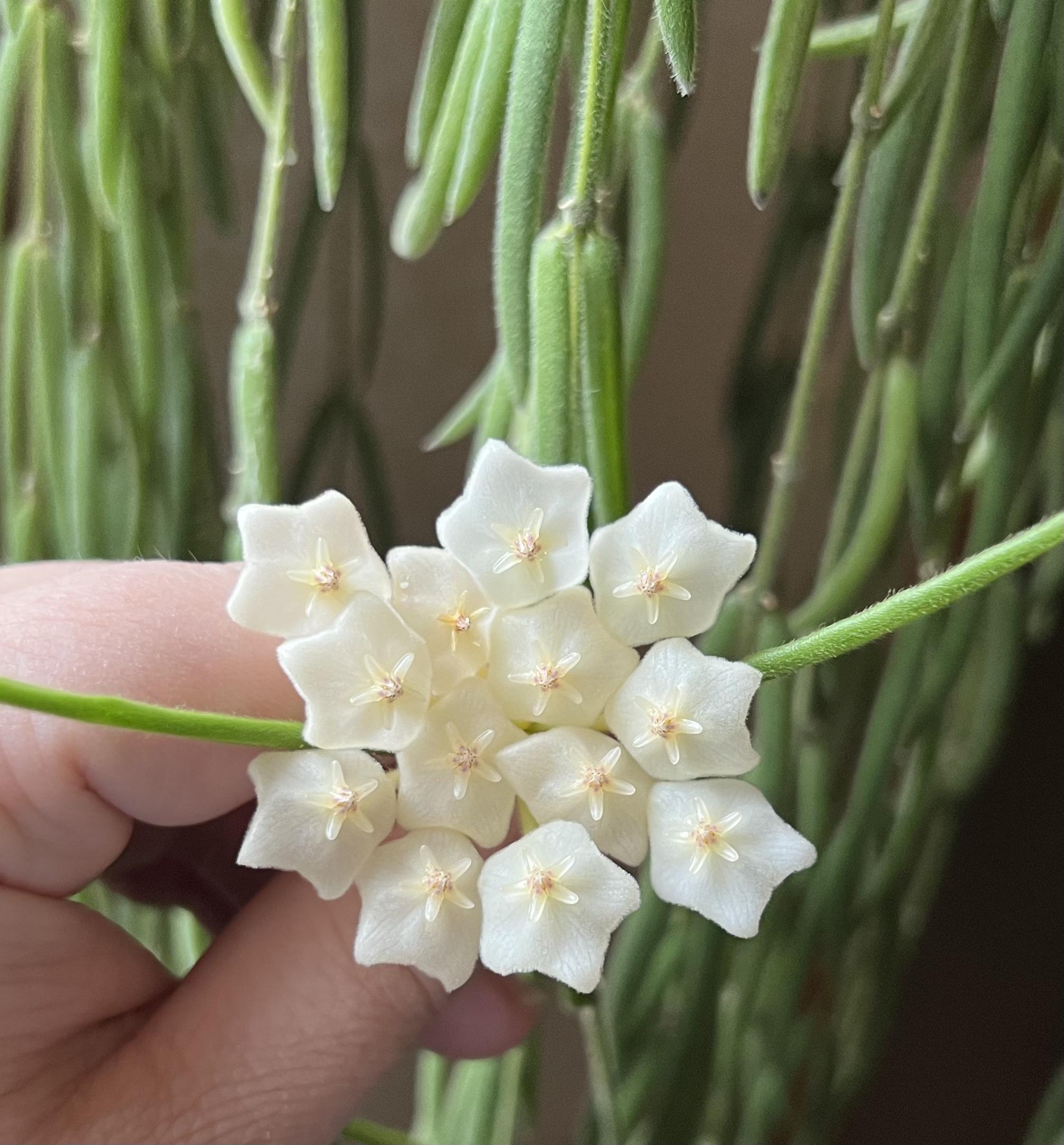 First Hoya linearis bloom that actually opened! They last forever and