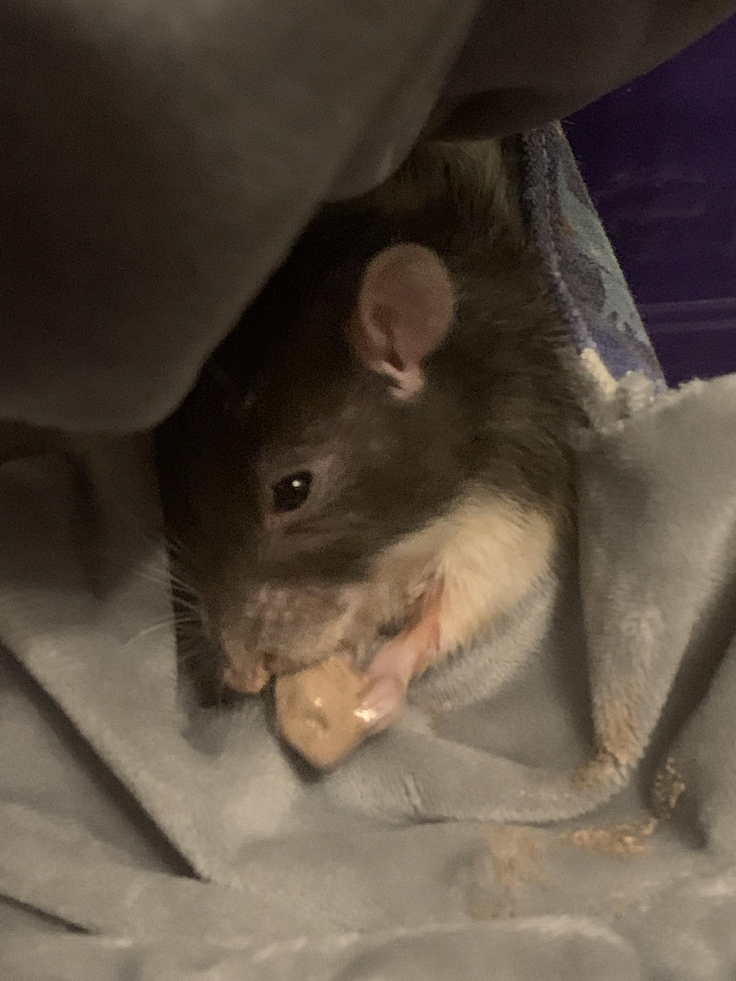 Pickles had her molars trimmed 2 weeks ago. We learned she also had an