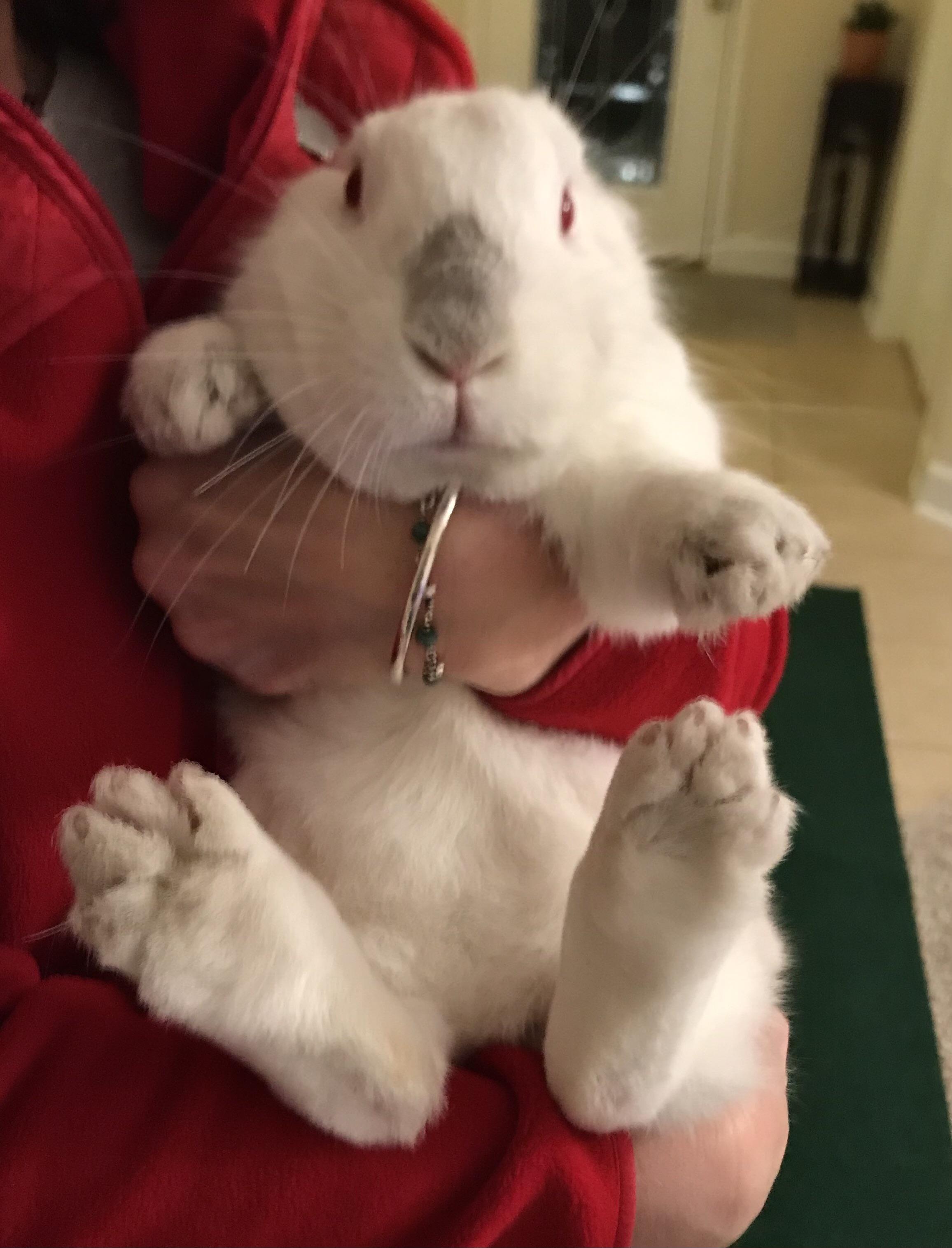 My, what big feet you have!! r/Rabbits