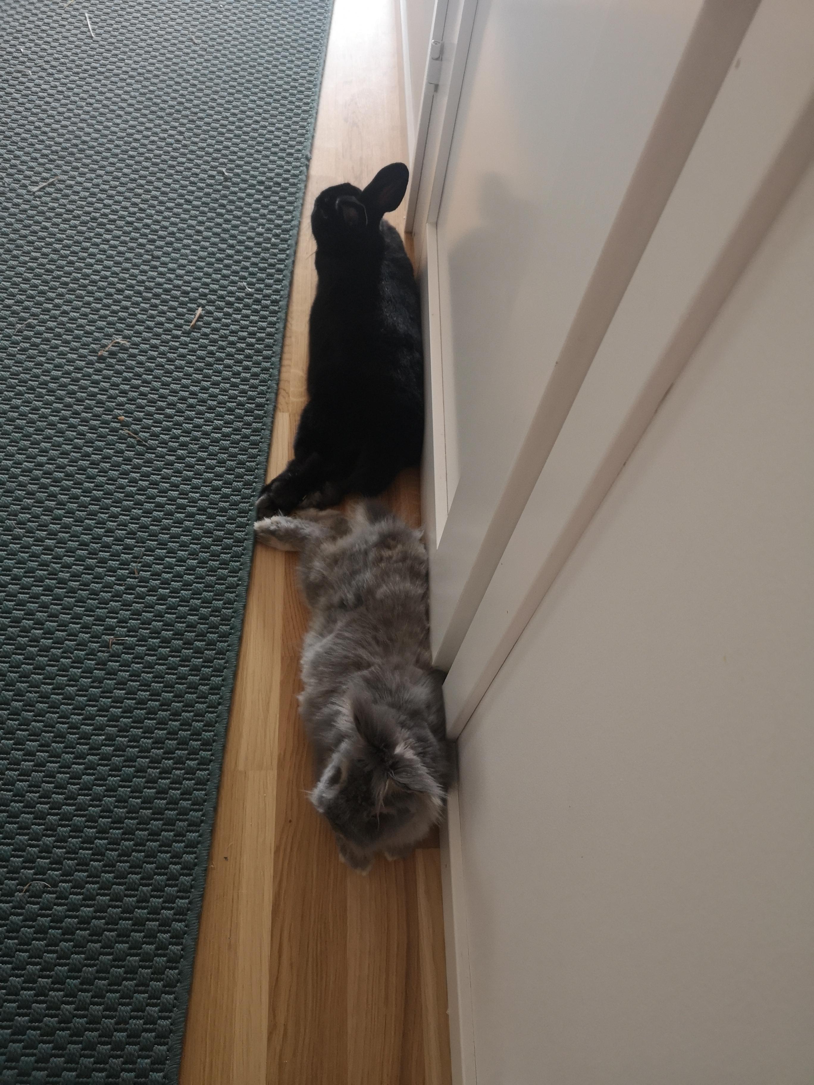 Oh u want to visit the bathroom? Too bad. r/Rabbits