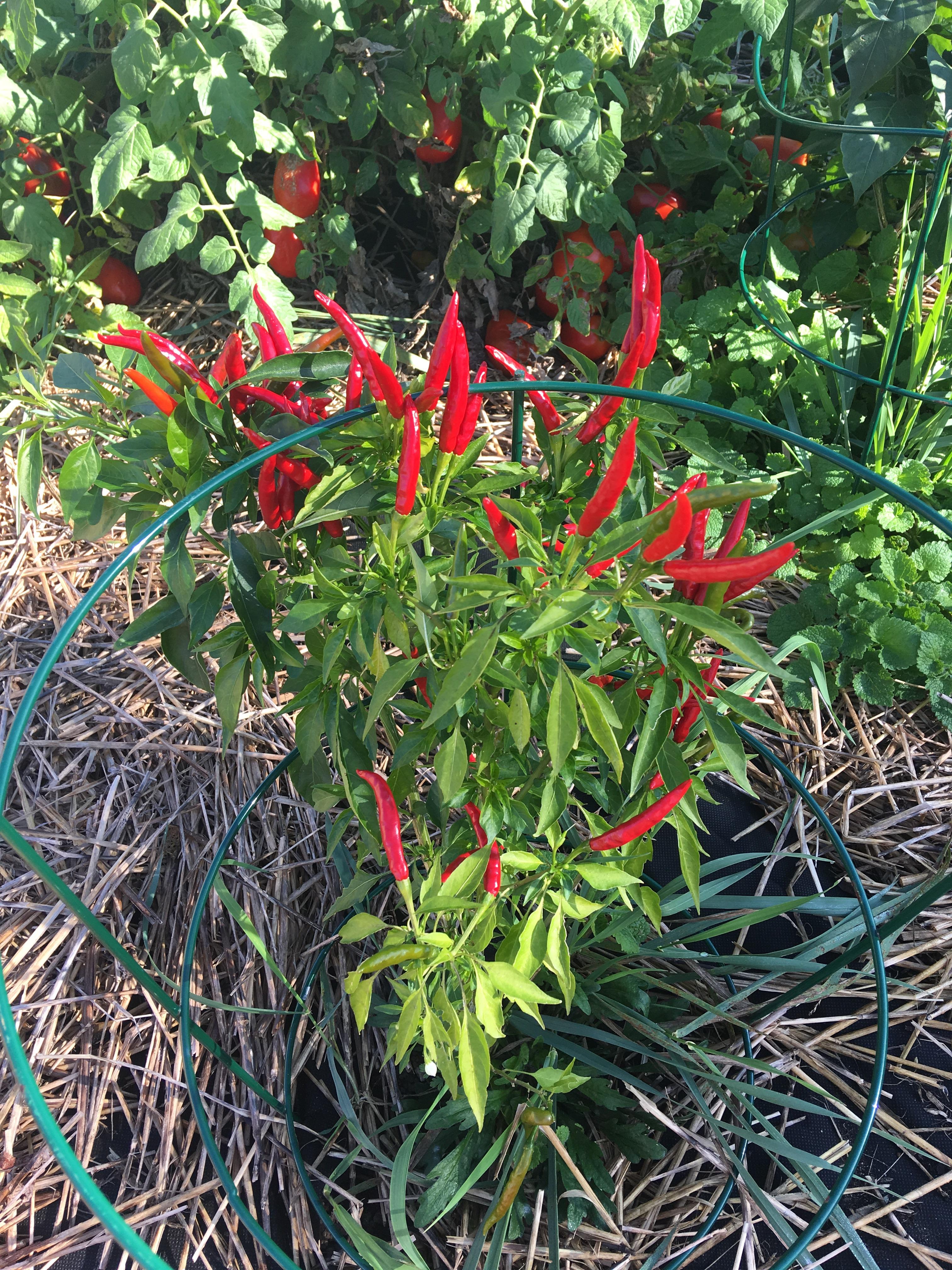 Some Beautiful Thai Chiles Ready For Harvest r/gardening