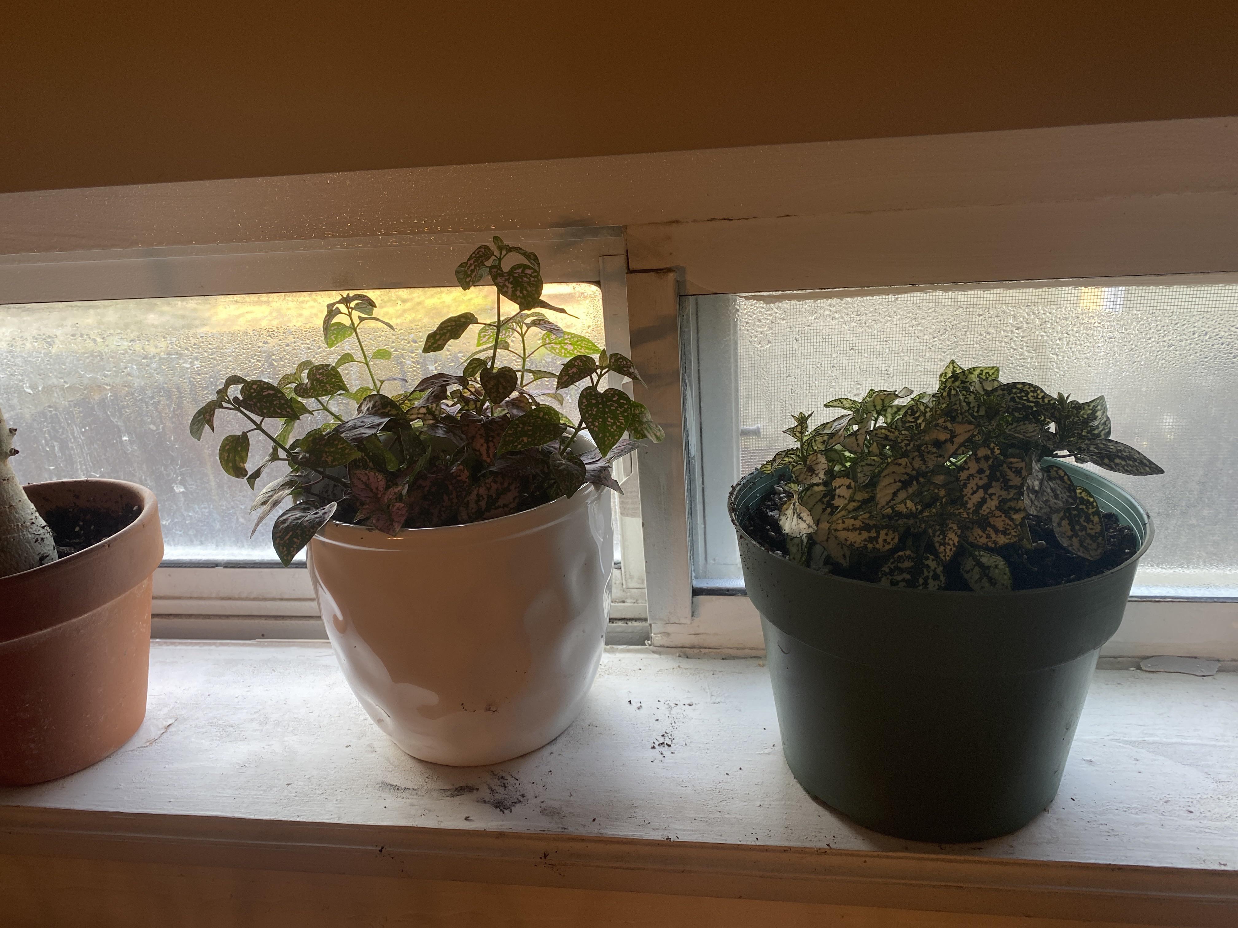 I picked up the big polka dot plant for 3 at Publix 1 mo ago. it was a