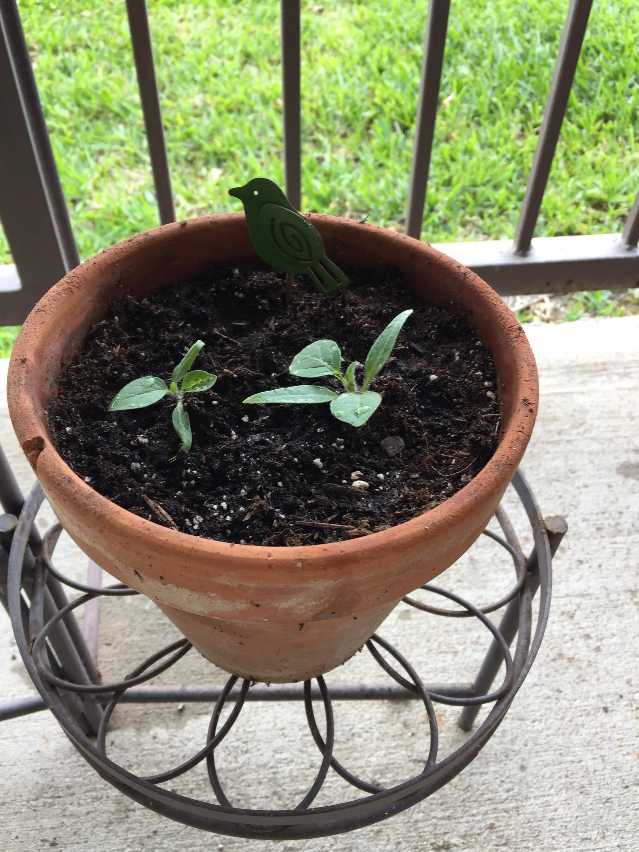 Moonflower (Datura) seedlings. Keeping my favorite grandma’s flowers