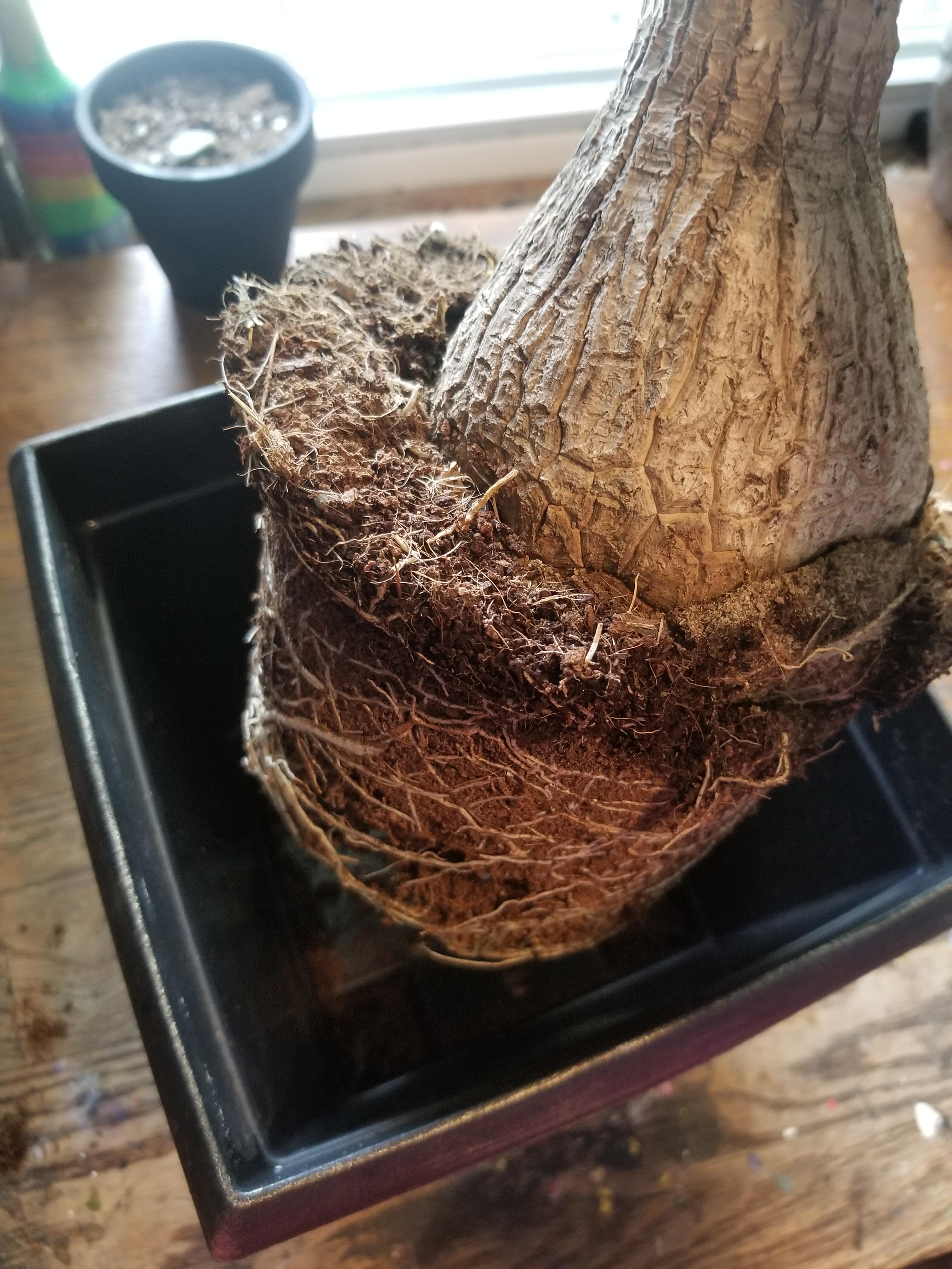 Is this planter too big to repot my palm into? r/PonytailPalmPlace