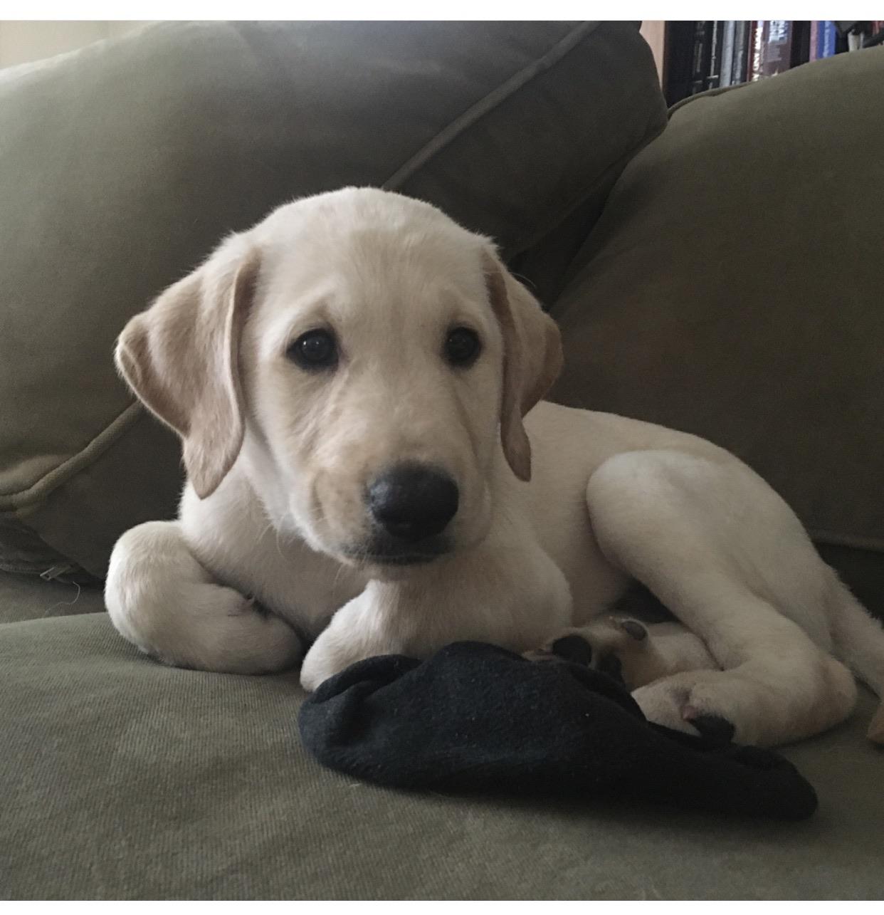 Good boy status r/Whosagoodboy