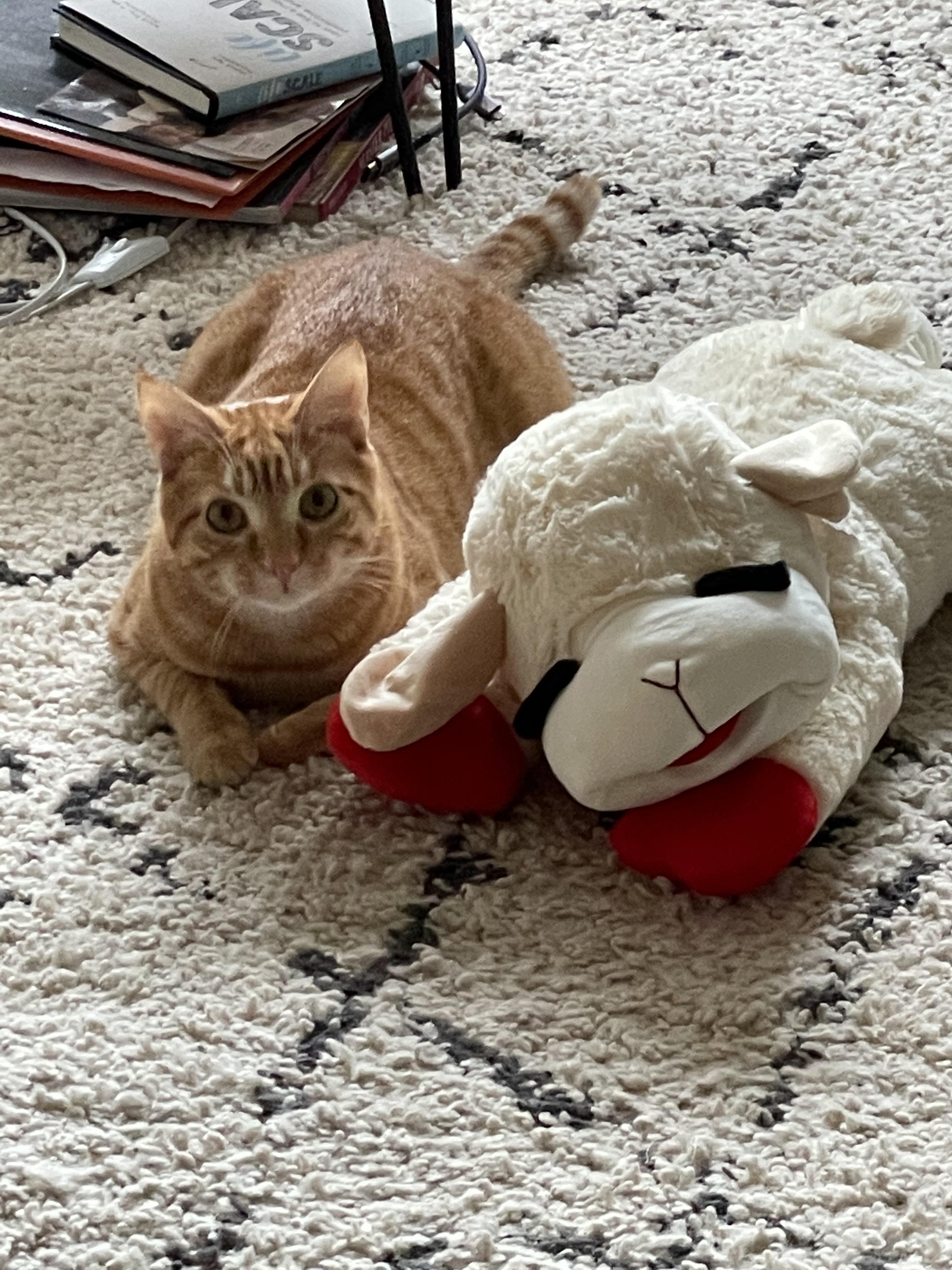 FREE, Neutered young orange tabby cat to a good home. Comes with all