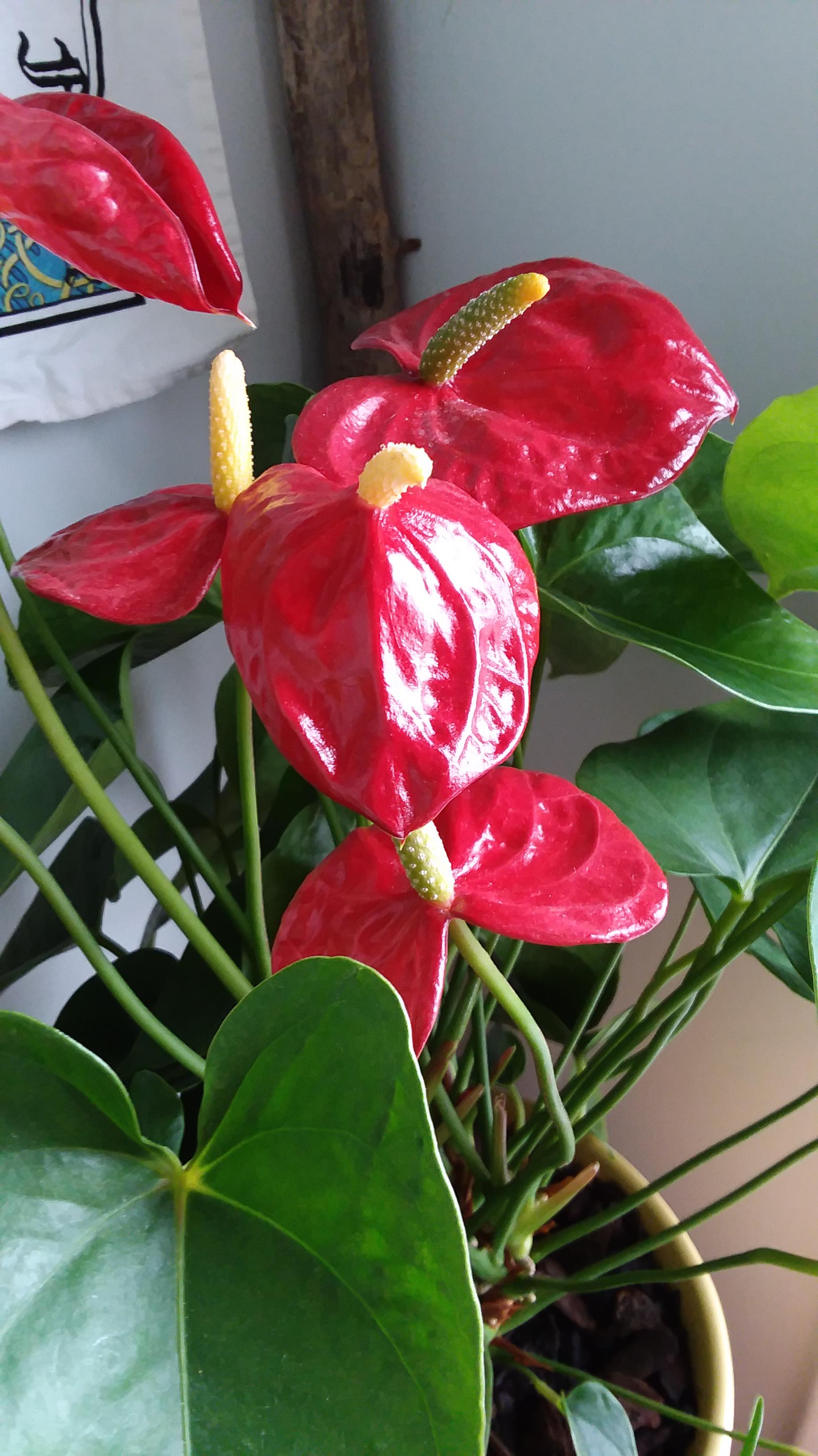 Any anthurium araceae fans? Don't see many recent posts. r/houseplants