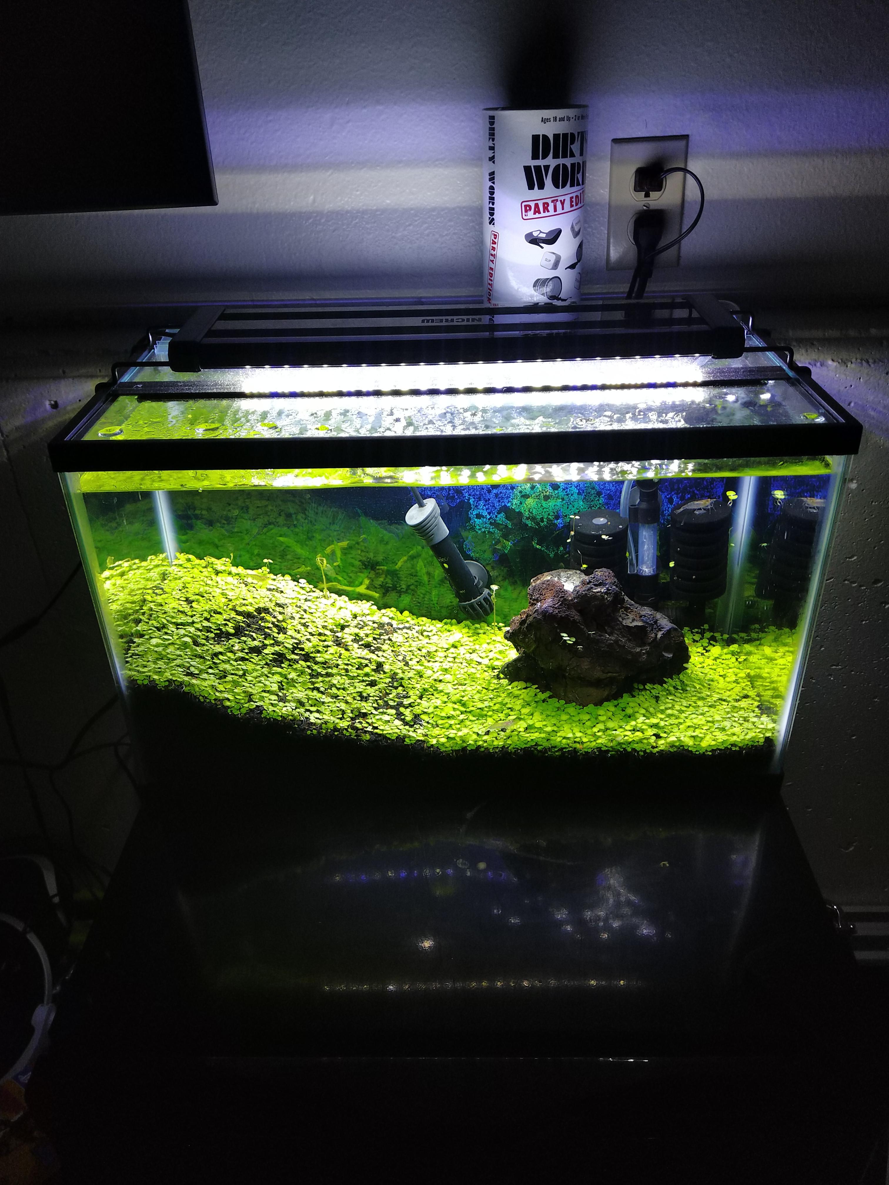 Our first planted tank. Took weeks to grow it, and had water cycling in