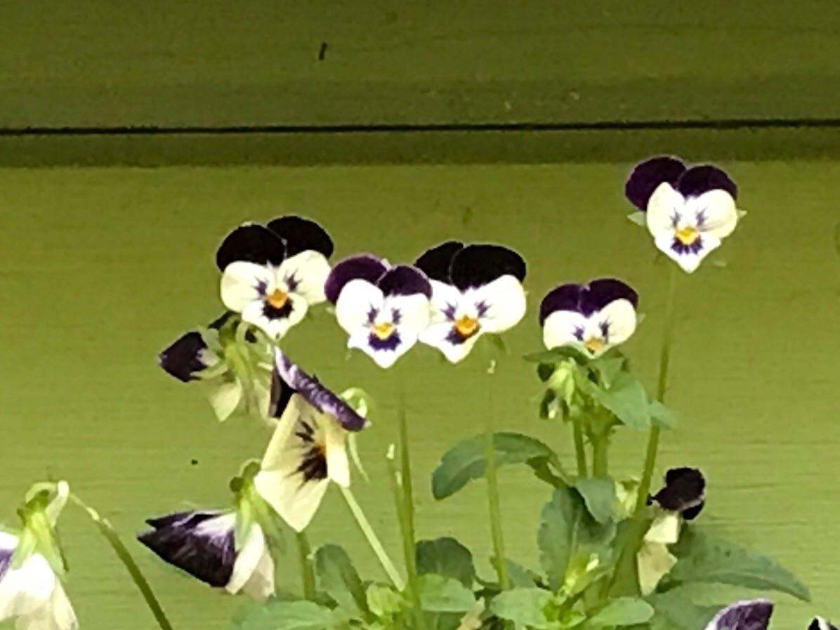 These flowers look like they have faces of angry old men r
