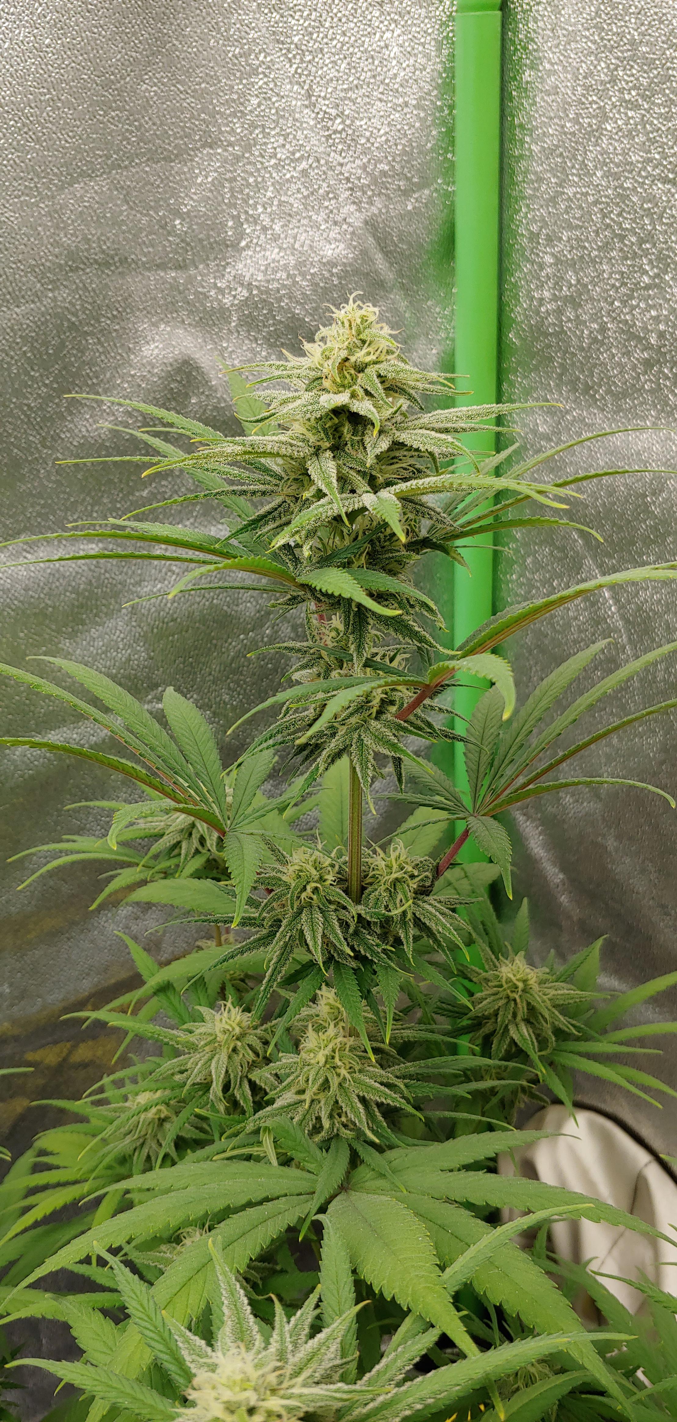 Blue Dream S1 week 5 flower r/HerbGrow