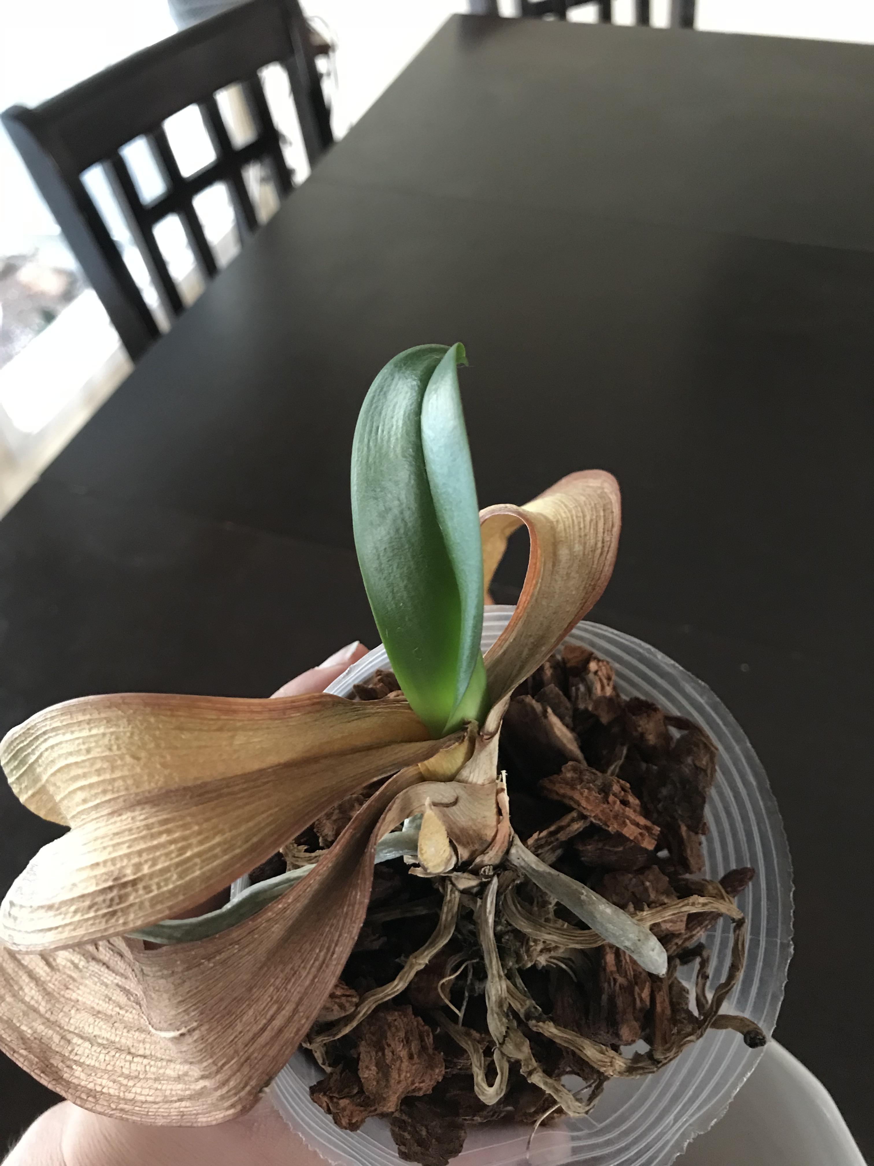 My mom’s orchid was doing great and sprouted a new leaf, but in the