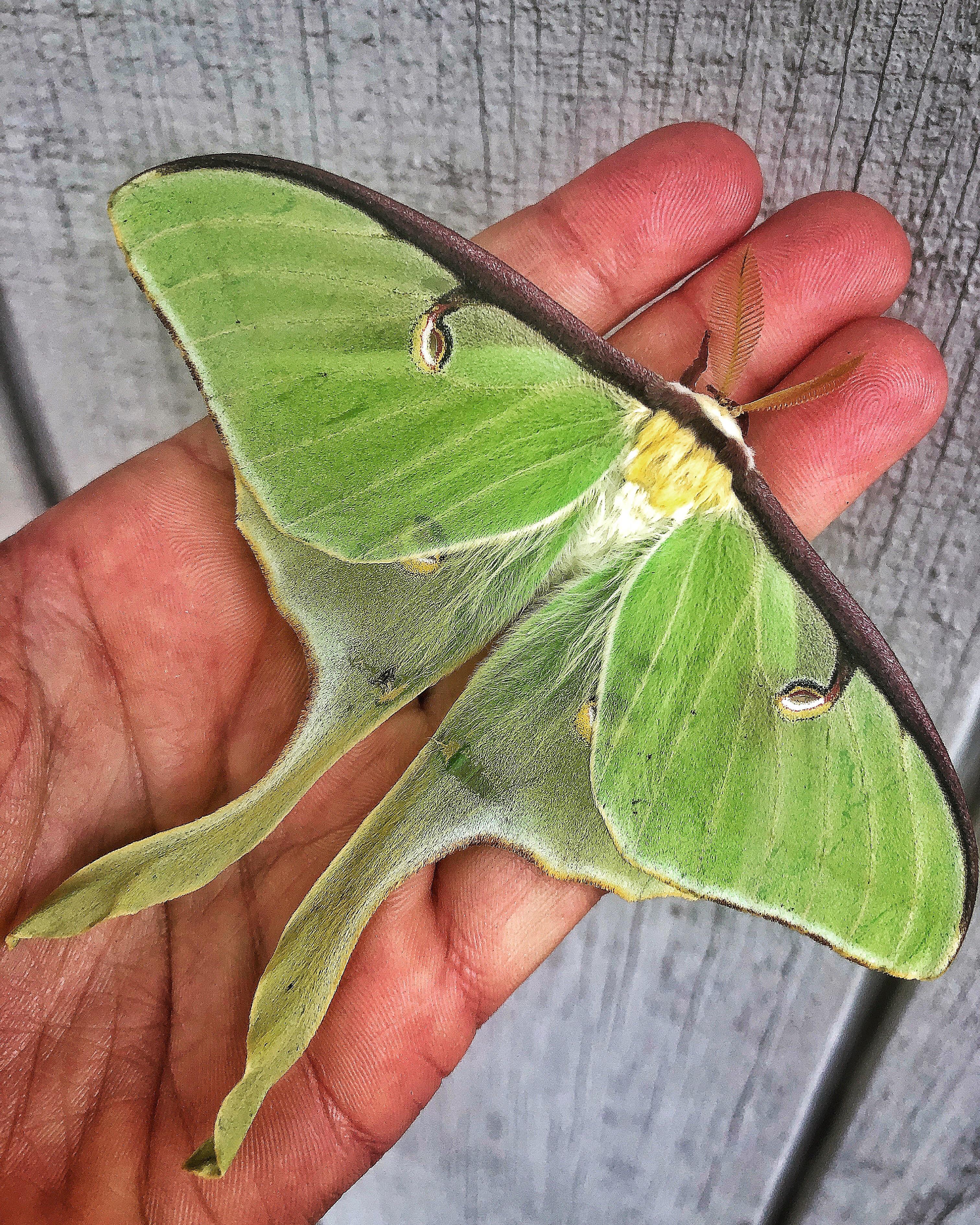 ITAP of a beautiful luna moth that graced me with its presence 🥰 r
